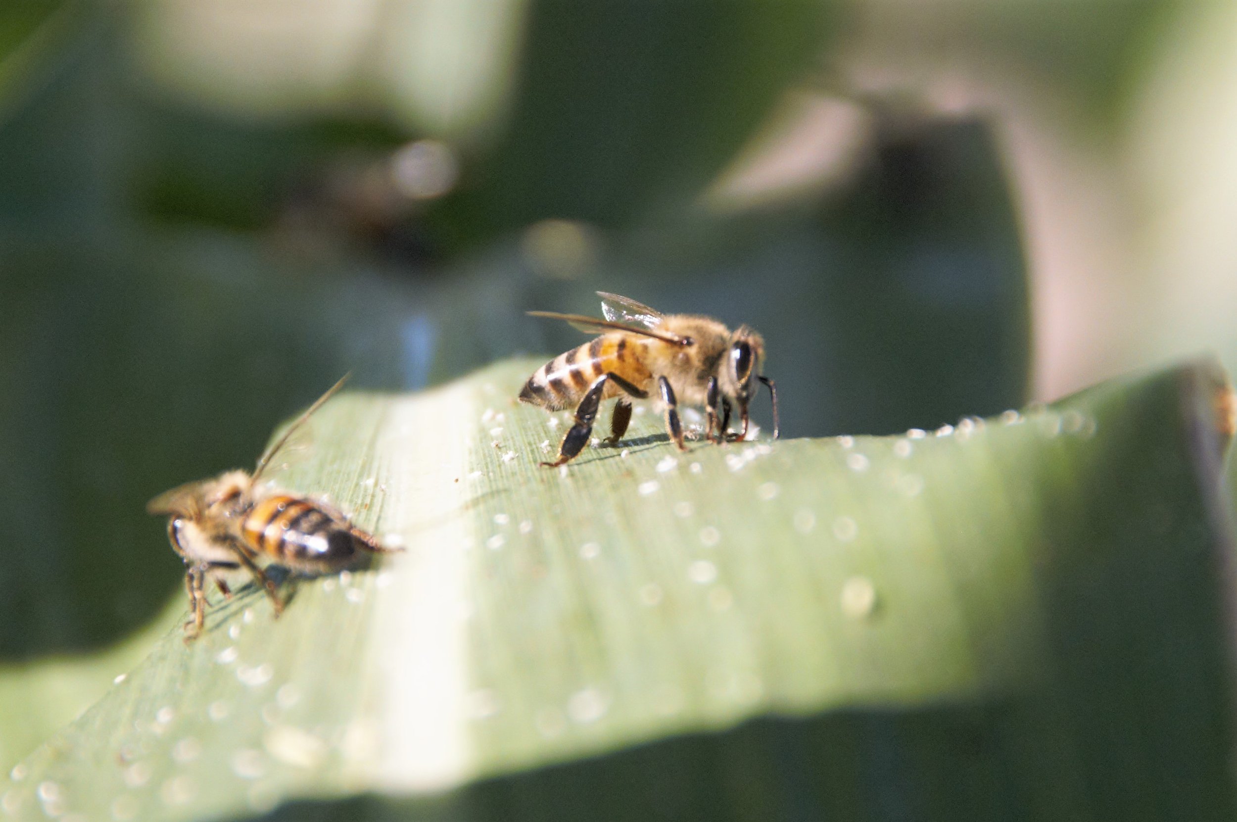 Honey bees on sorghum leaf 2 Kendall Kroesen.jpg