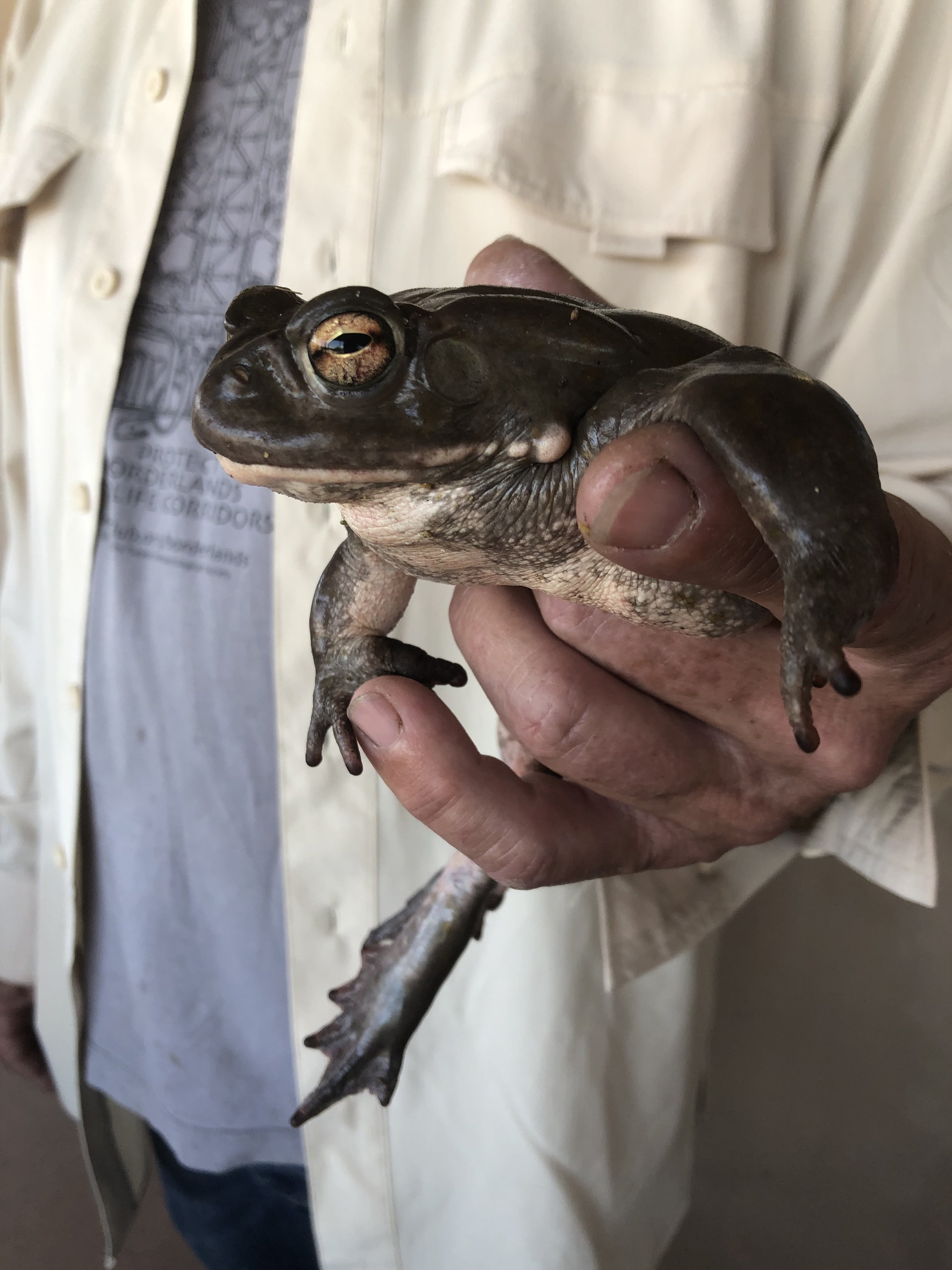 Dennis Caldwell with Sonoran Desert toad 01 Rosemary Prawdzik.JPEG