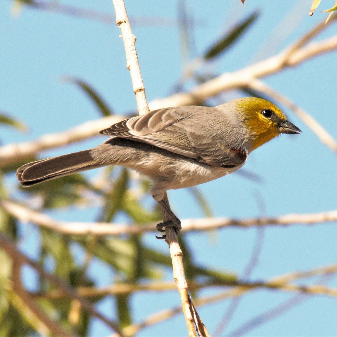 Verdin in willows 3 square [Kendall Kroesen].jpg