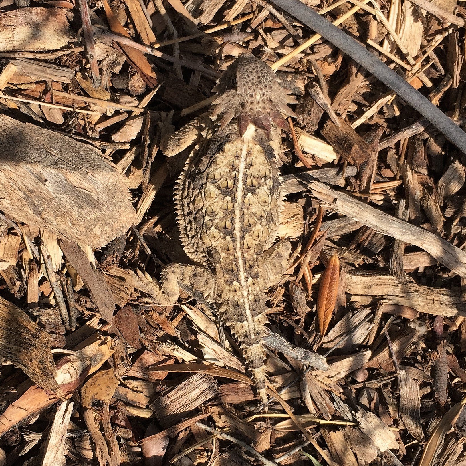 Horned lizard in garden wood chips Kendall Kroesen.jpg