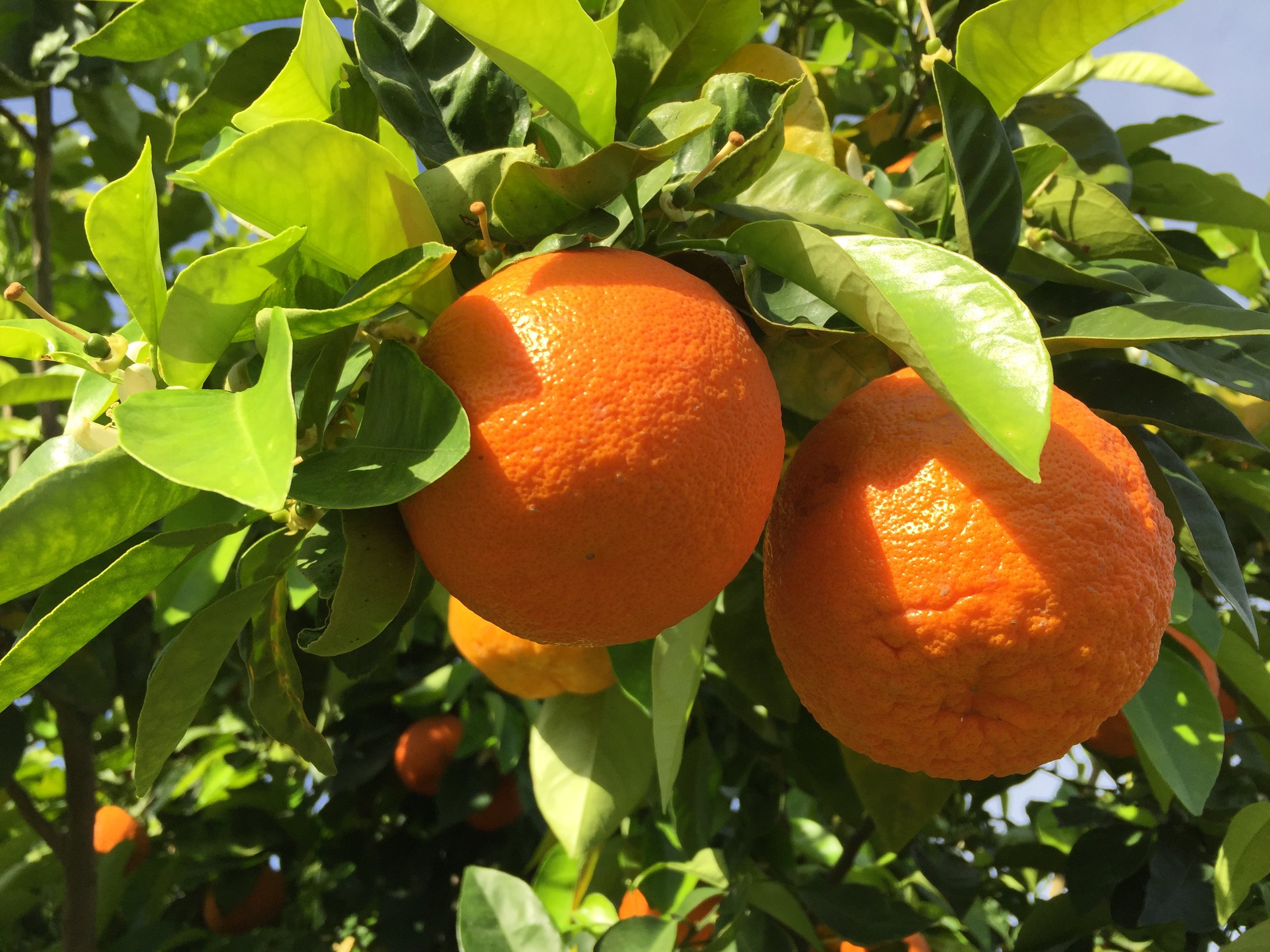 Seville oranges on tree.JPG