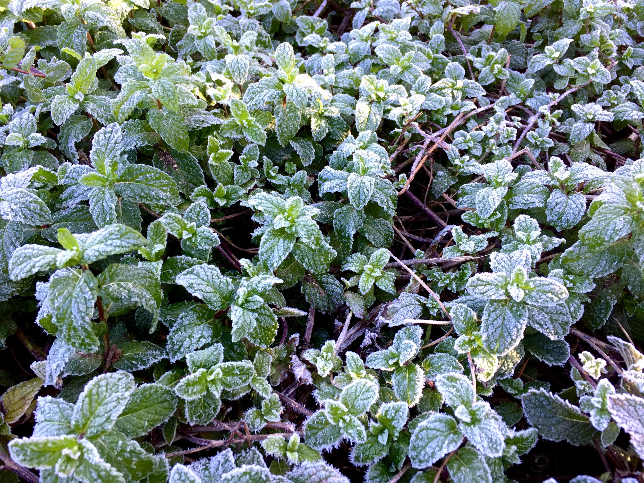 Frost on mint, Spanish herb garden [Kendall Kroesen].jpg