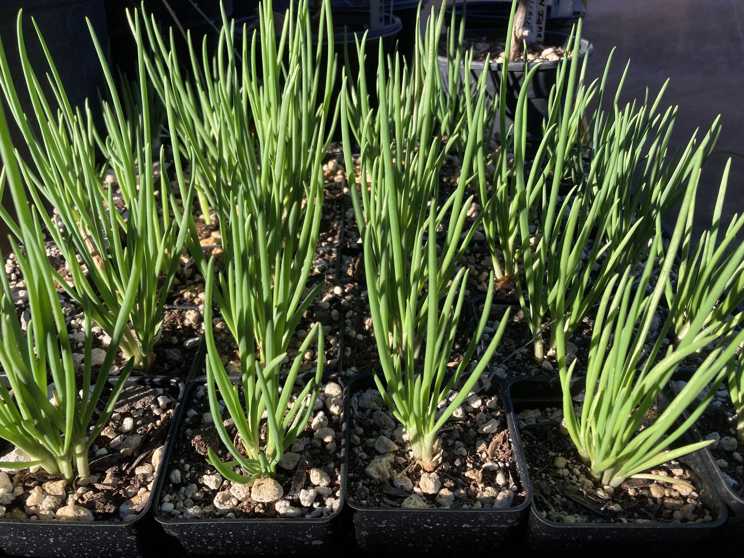 I'itoi's onions 4 [Kendall Kroesen].jpg