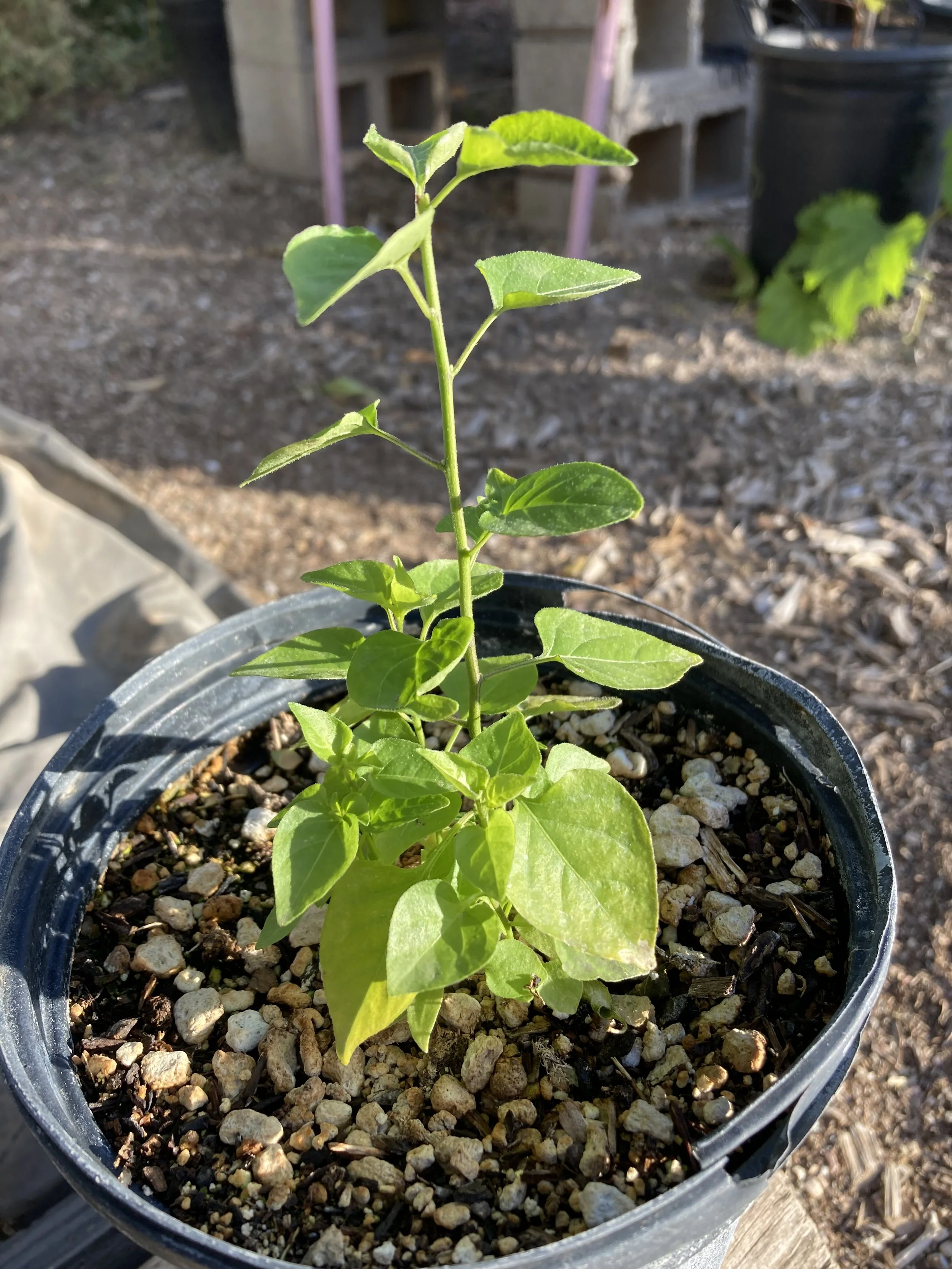 Chiltepin [Kendall Kroesen].jpg