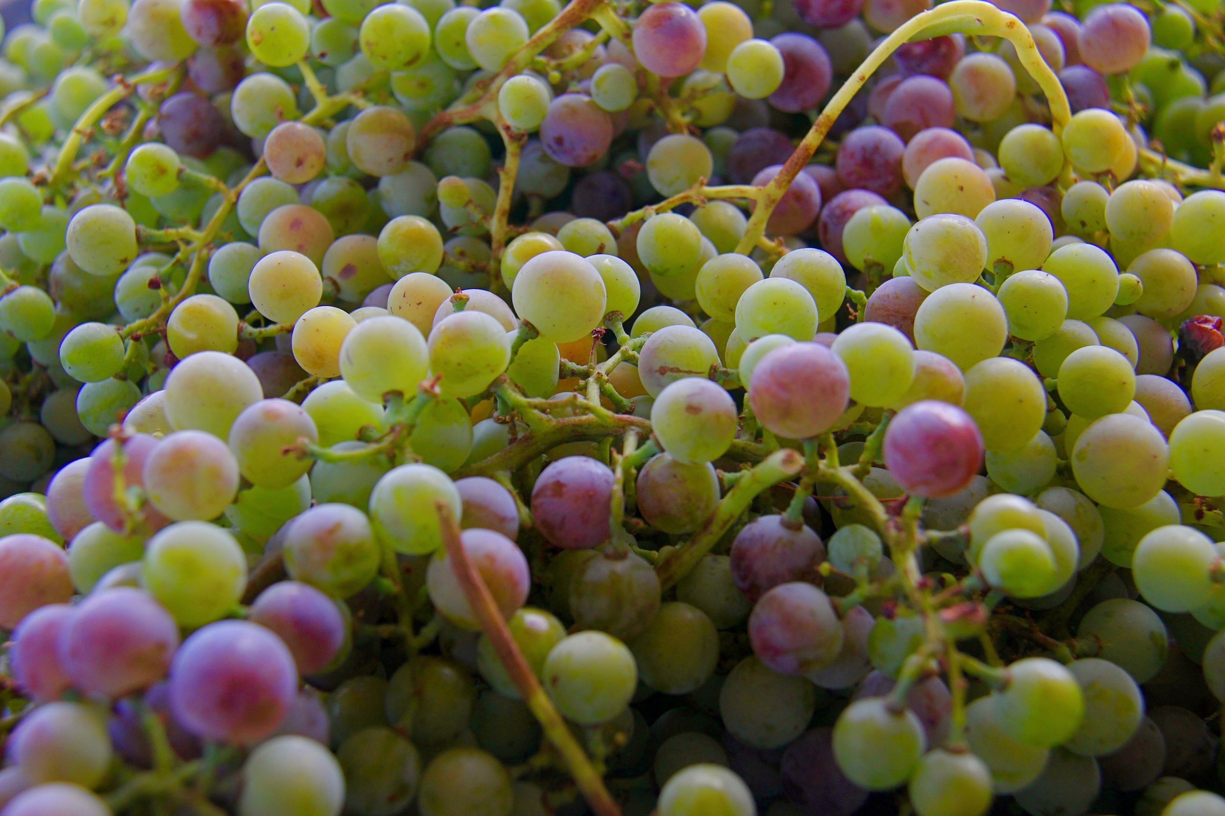 Tasting History: Grapes