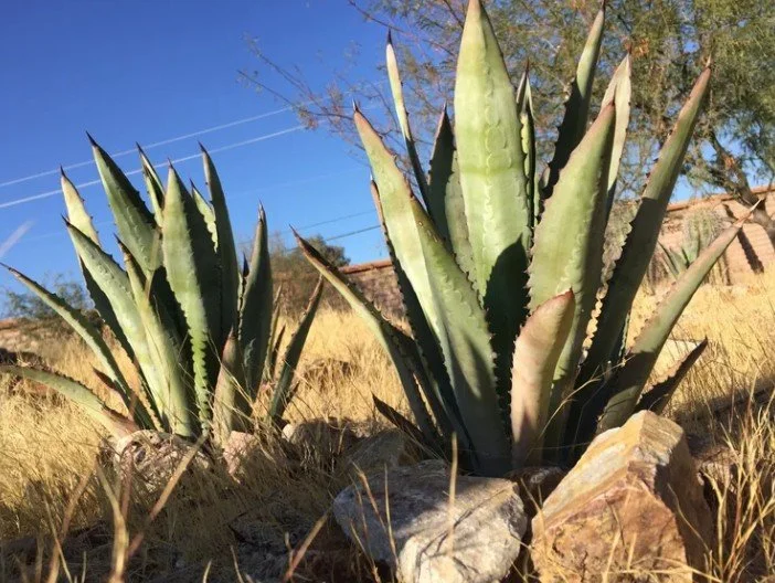 Agave Heritage Festival: Agave Planting