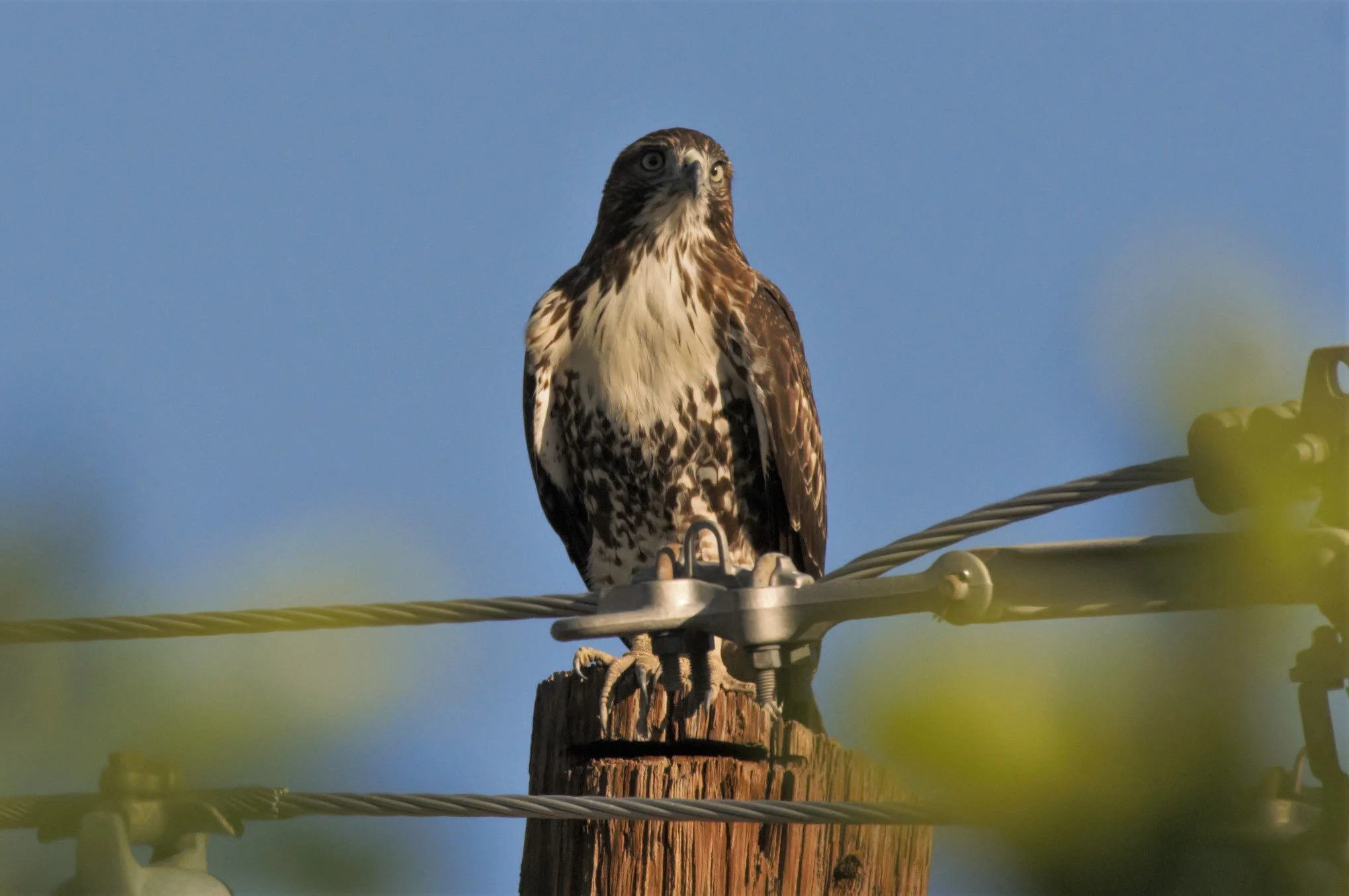 Birds of Mission Garden 