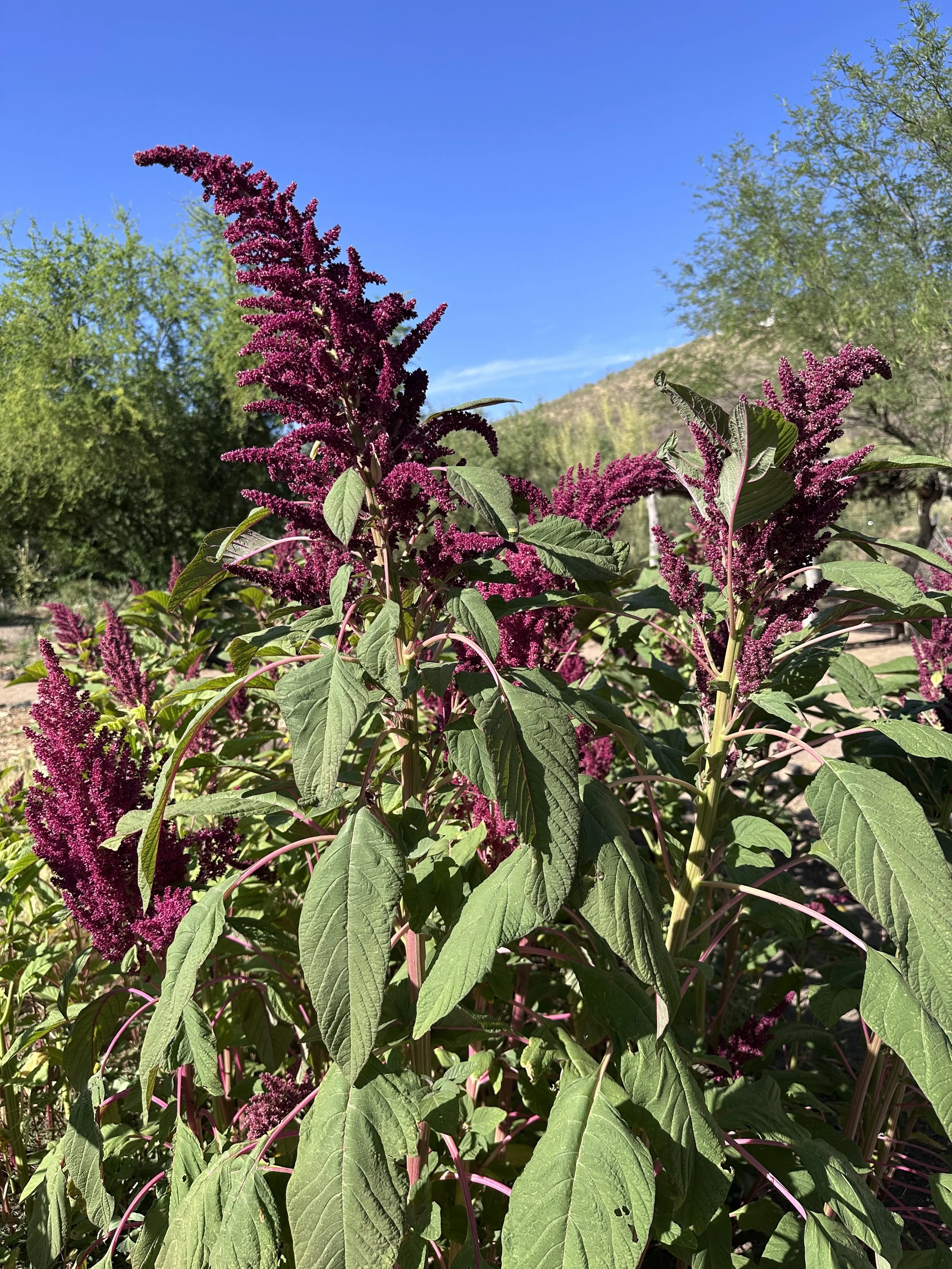 Summer Sunsets at Mission Garden