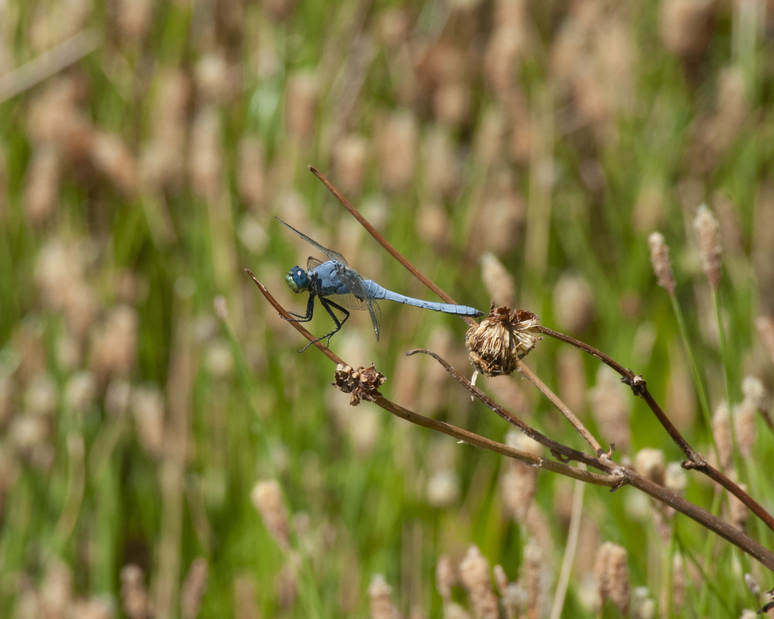 Family Dragonfly Activities and Art with Pima County Conservation Lands and Resources