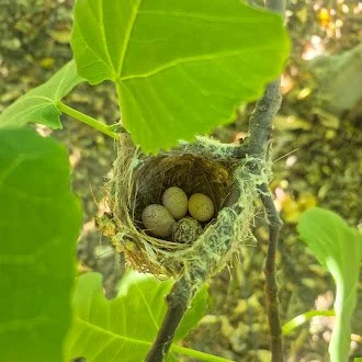 Bird Walk