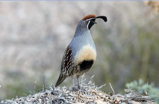 Bird Walk