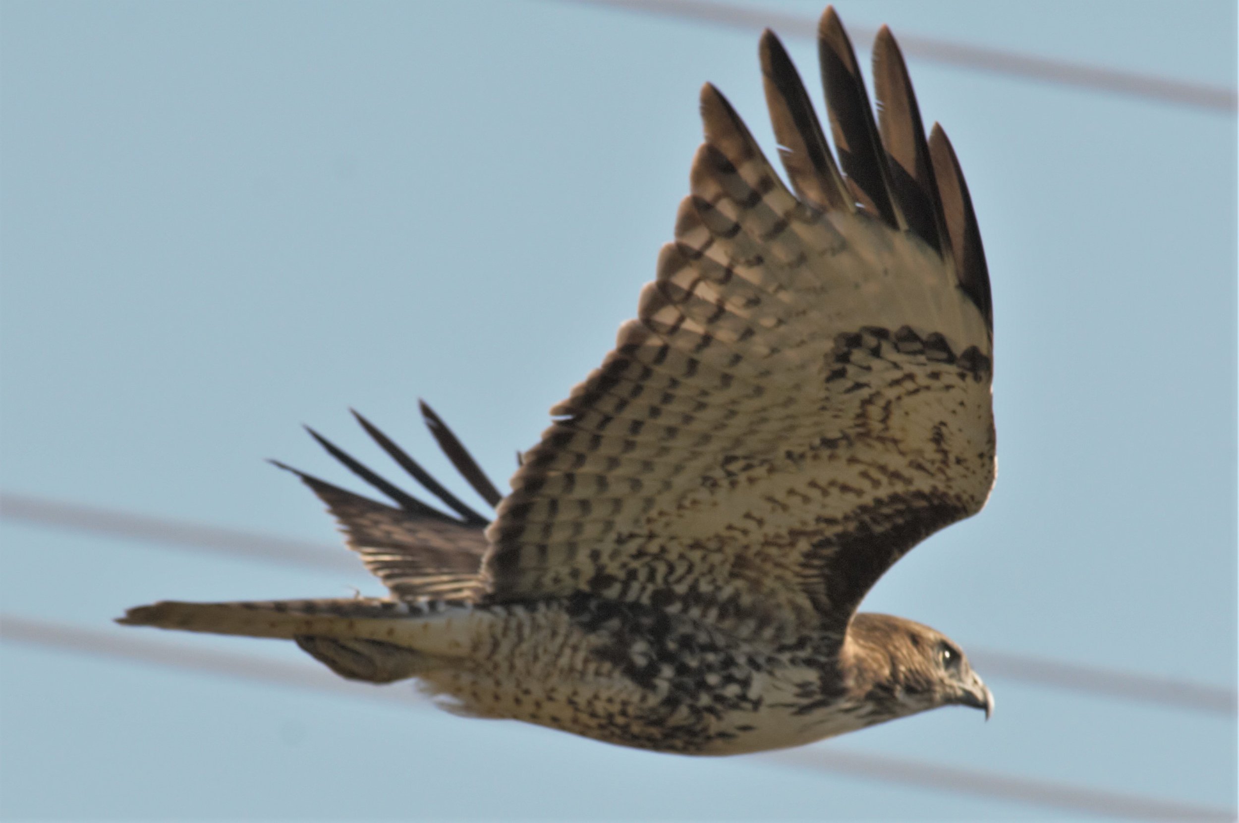 Bird Walk
