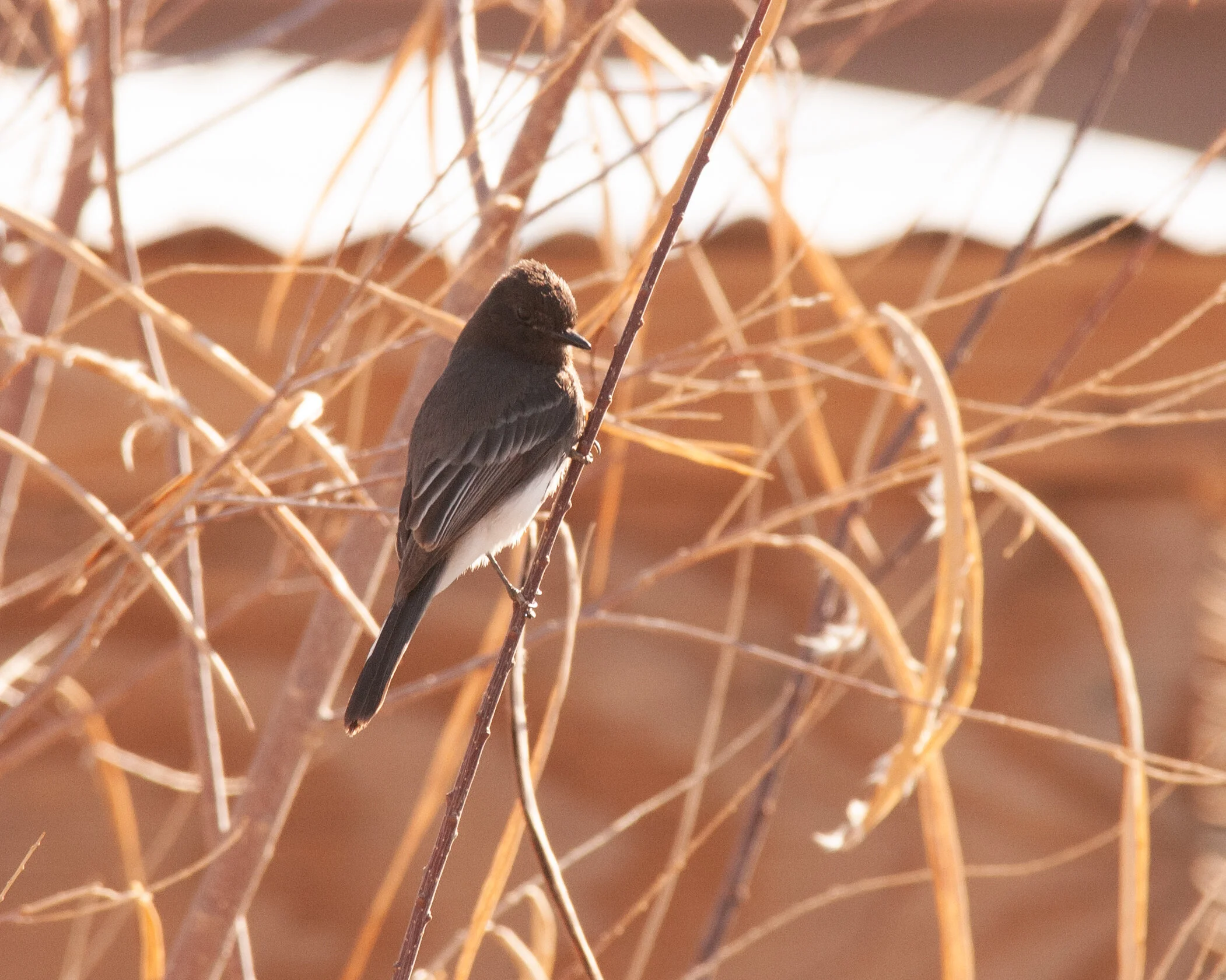 Black Phoebe Justin Risley.jpg