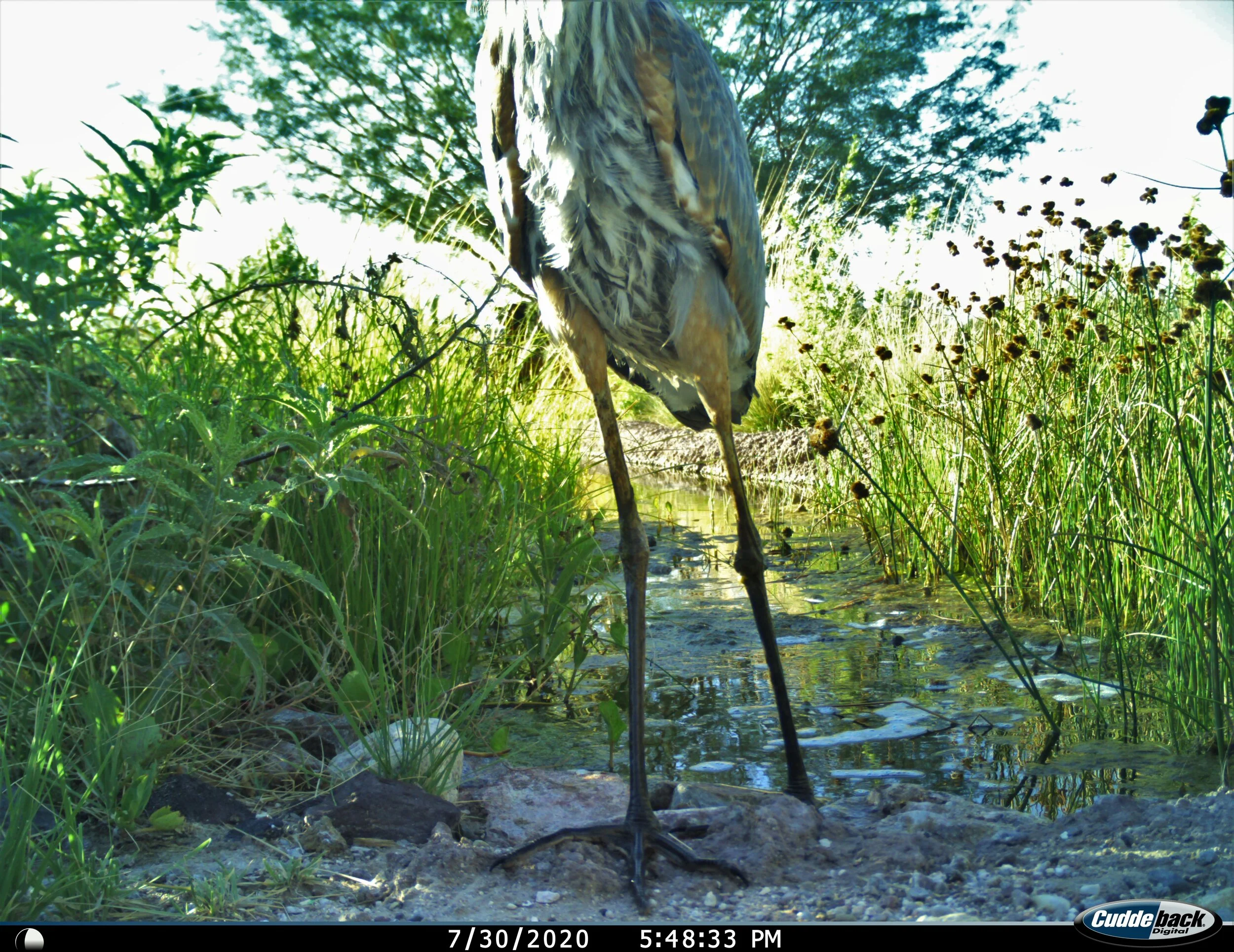 20200730 great blue heron adj.jpg