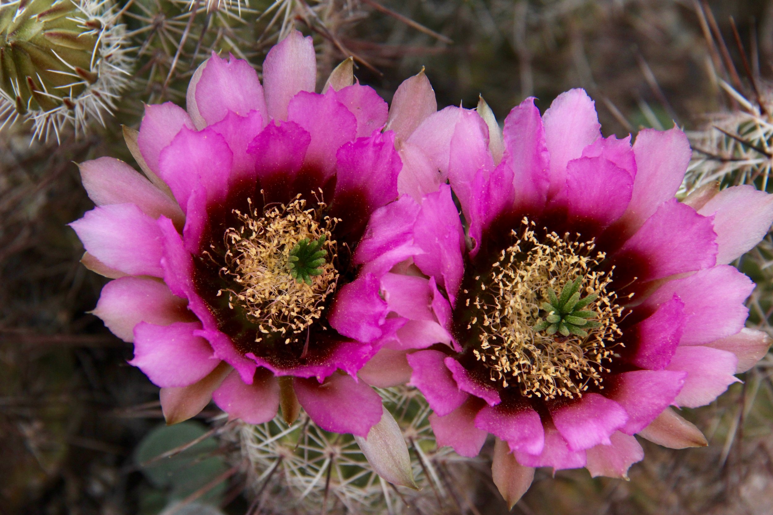 2014 March 25 Hedgehog cactus blooms (Dena).jpg