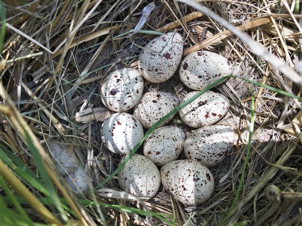 Quail nest in early ag garden June 2019 Kendall Kroesen.JPG
