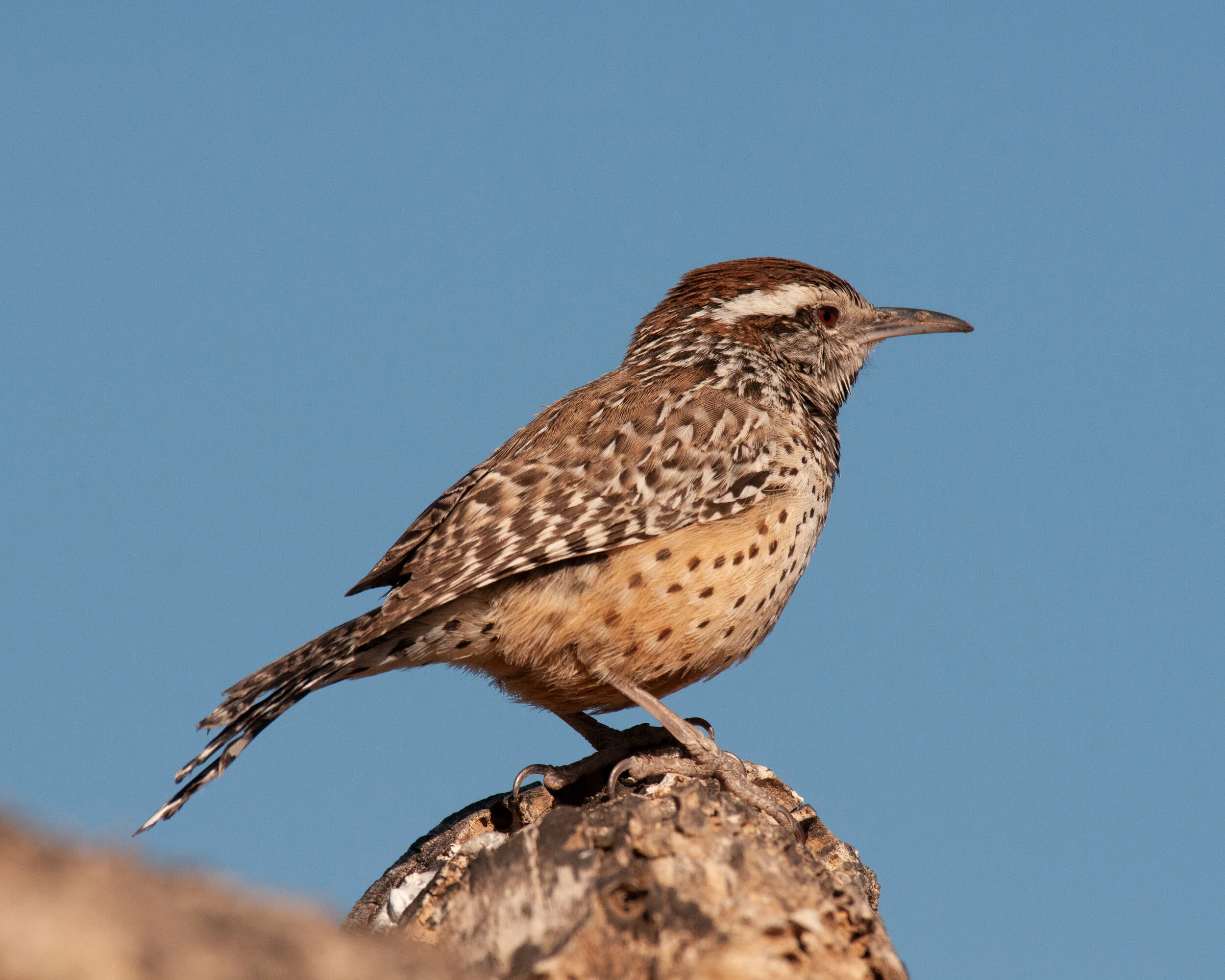 Cactus Wren Justin Risley.jpg