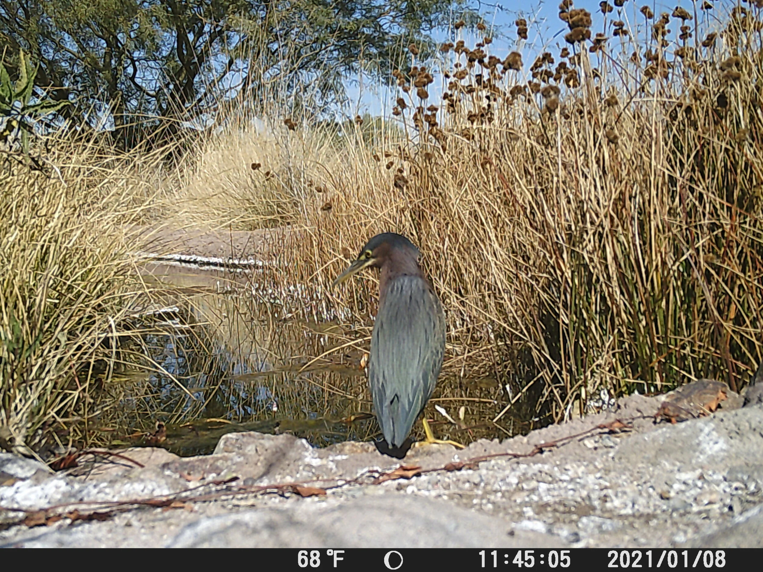 Green heron 2.JPG