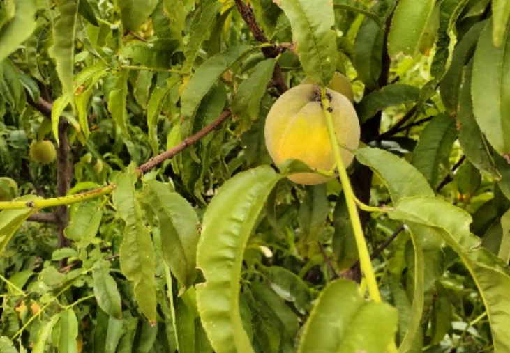 peaches.png