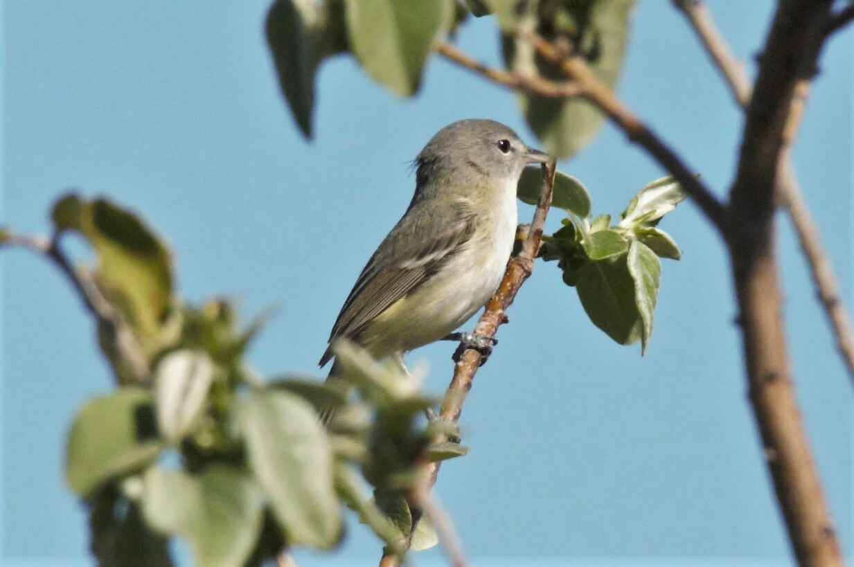 Bell's vireo in quince Kendall Kroesen.jpg