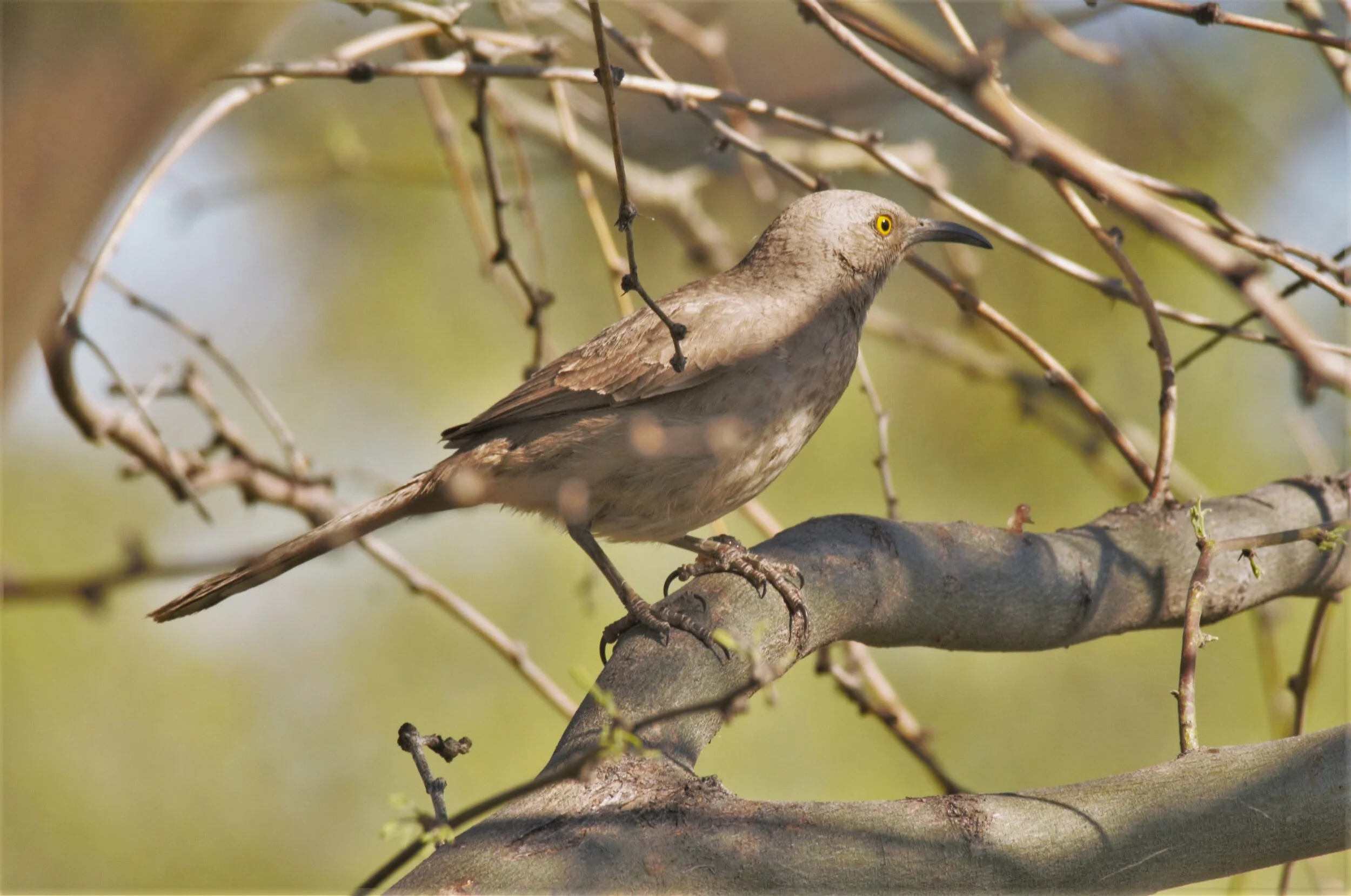 Curve-billed thrasher, Mission Garden [Kendall Kroesen] (2) (1).jpg