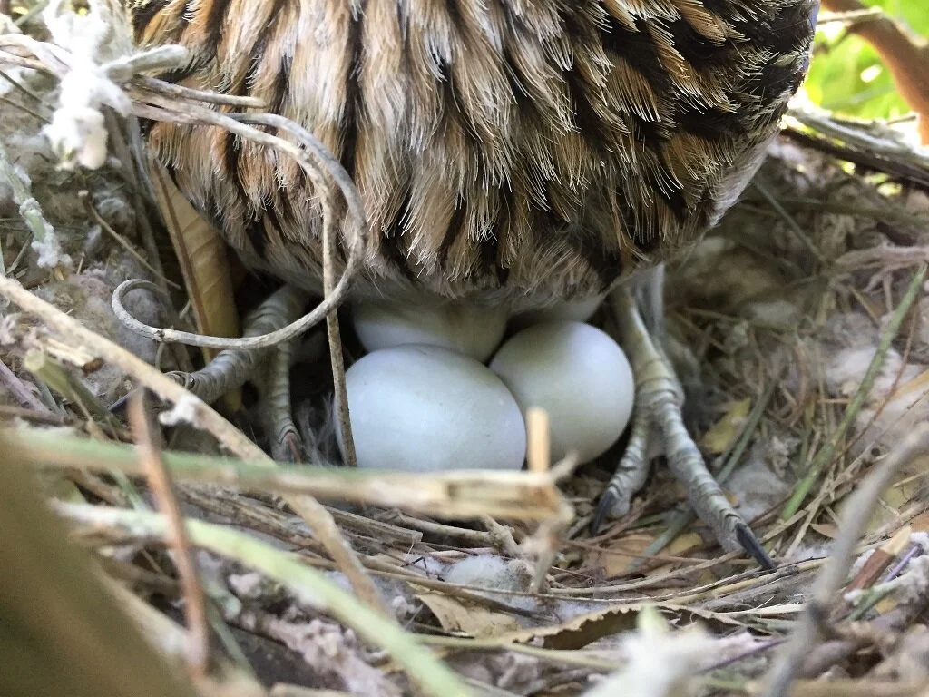 Roadrunner nest in Seville orange 20180502 ppt [Kendall Kroesen].jpg