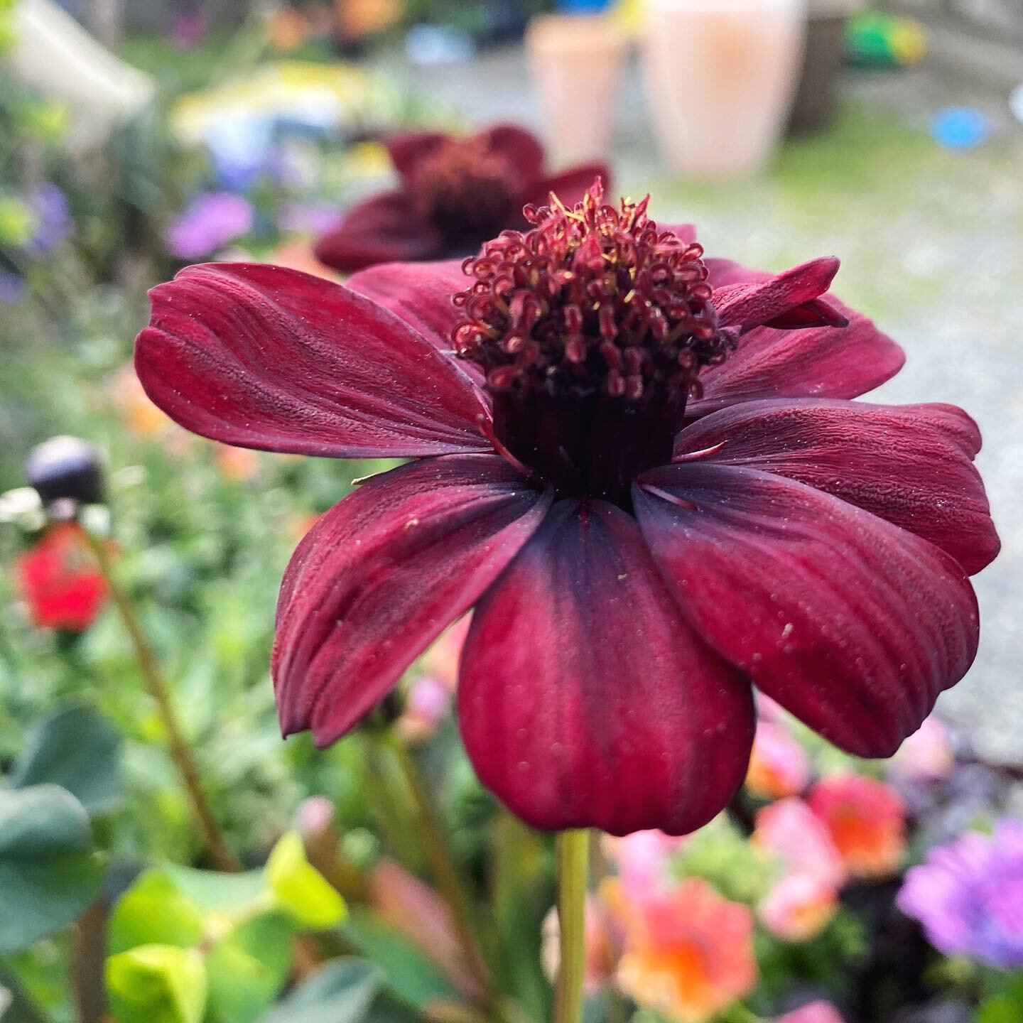 Chocamocha Cosmos - gorgeous blooms that smell like, you guessed it, CHOCOLATE! 

I&rsquo;m planting these beauties in containers that will be enjoyed by a family. What better way to get children interested in garden than chocolate scented blooms? 


