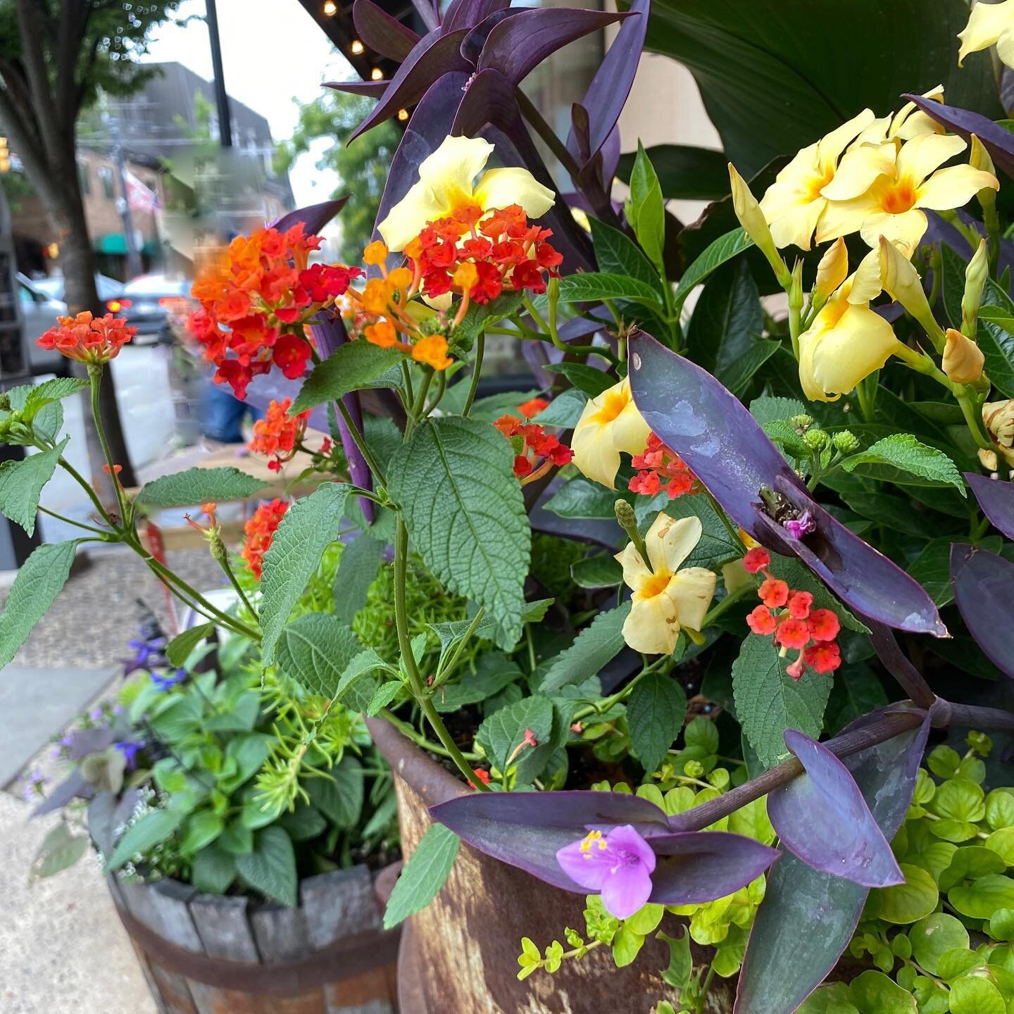 Blooming on State

#welcomeyourcustomers
#curbappealmatters
#horticulturehappiness
#outdoordecor
#decoratingwithplants
#finegardening
#freshpots
#summercontainergardens
#plantstylist
#curbappeal
#homeandgarden
#smallbusiness
#seasonalcontainergarden
