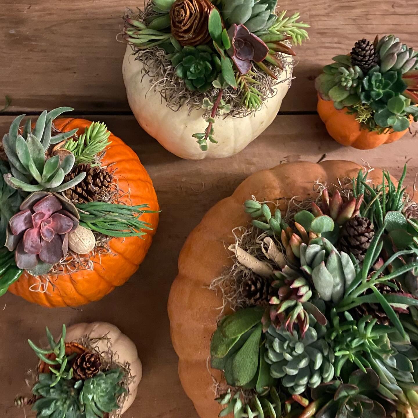 BOTANICAL PUMPKIN WORKSHOP

Grab a friend or two for this fun night out!
October 18th - 7pm - 9pm

You will be guided through step-by-step instruction to create a fall centerpiece for your table. Perfect for a hostess gift or for your own home, these
