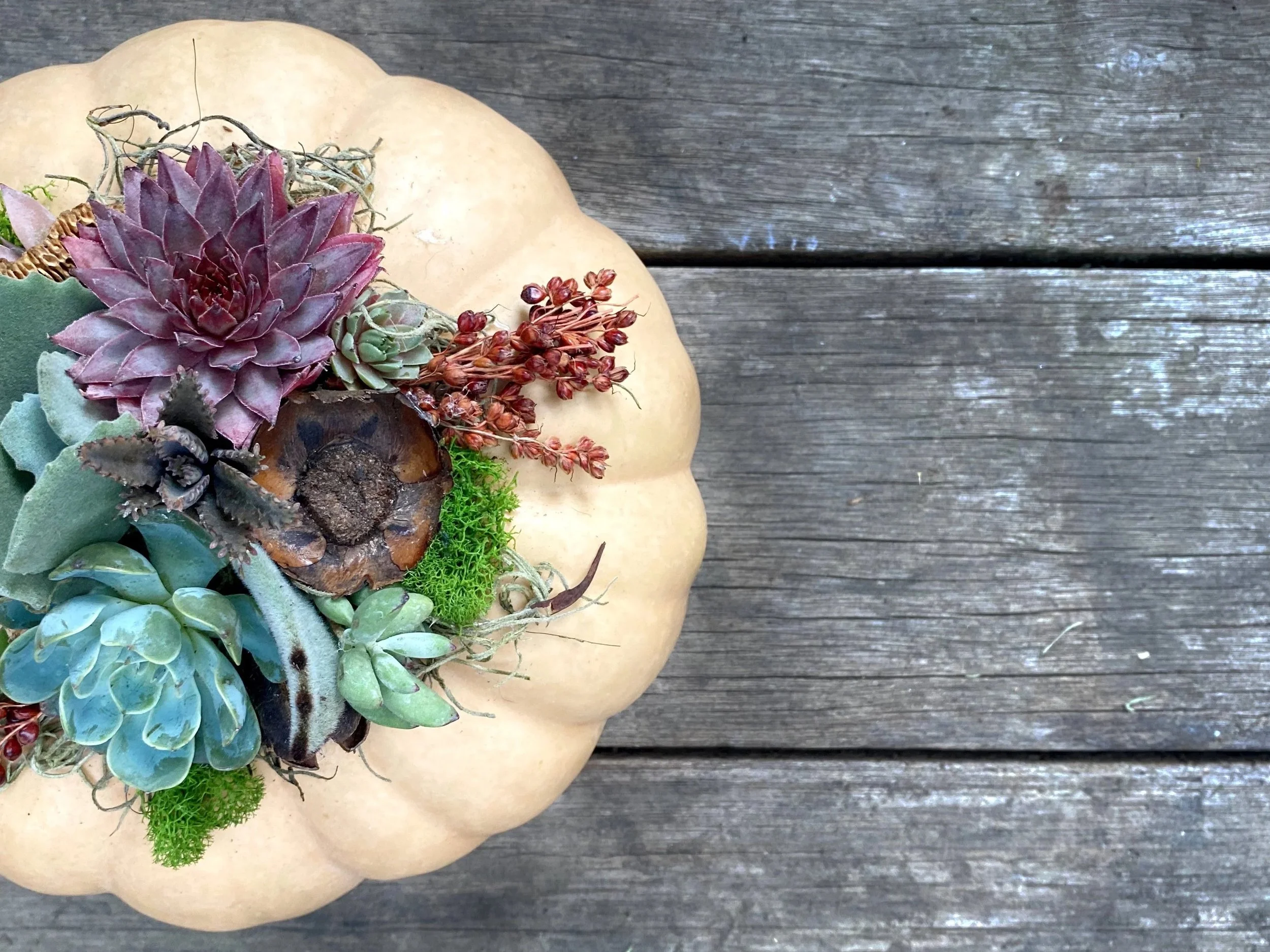 Succulent Pumpkin Centerpiece 2025