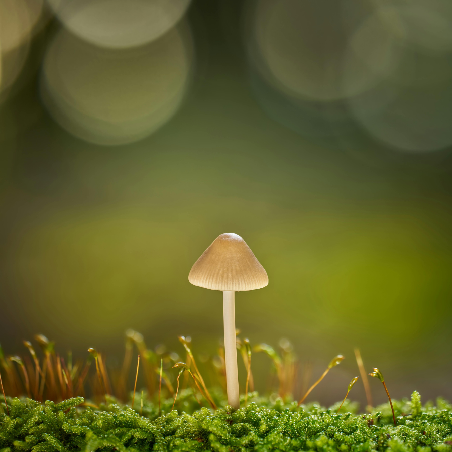 What Happens at a Plant Medicine Retreat? A Safe and Sacred Approach