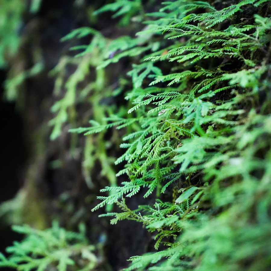 Plant Medicine Retreat Costa Rica