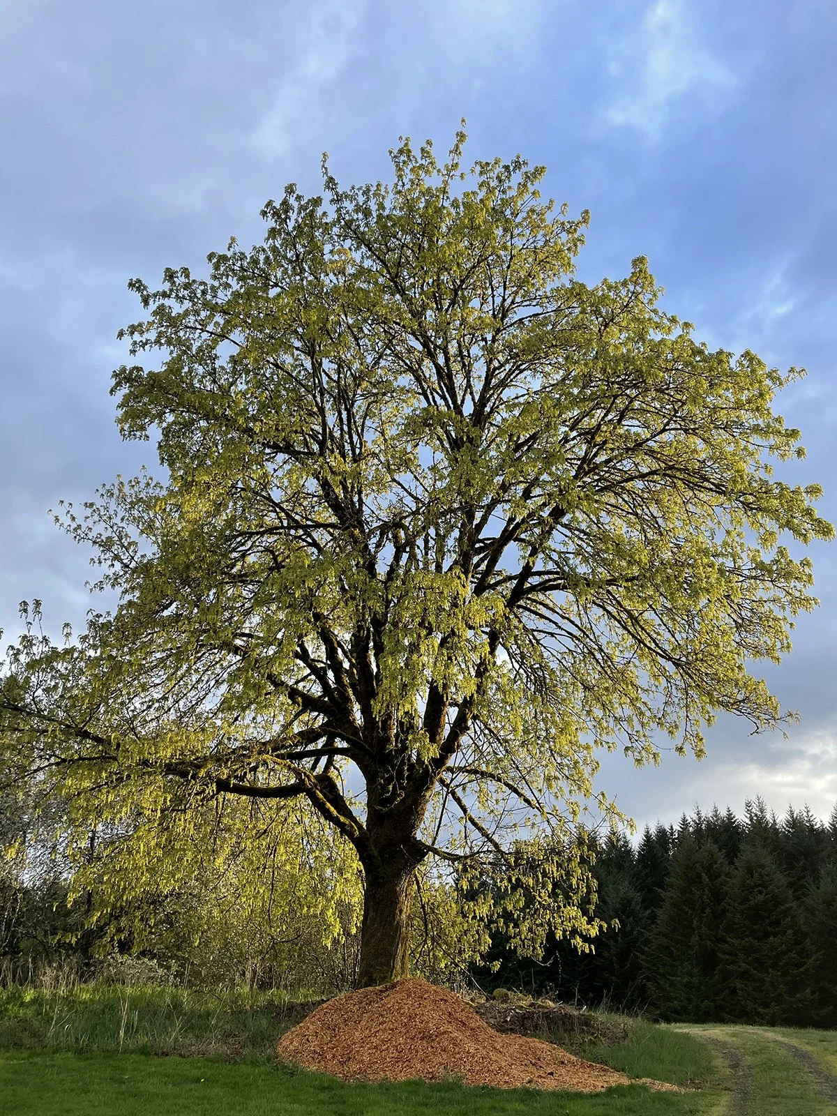 maple_IMG_1756.jpg