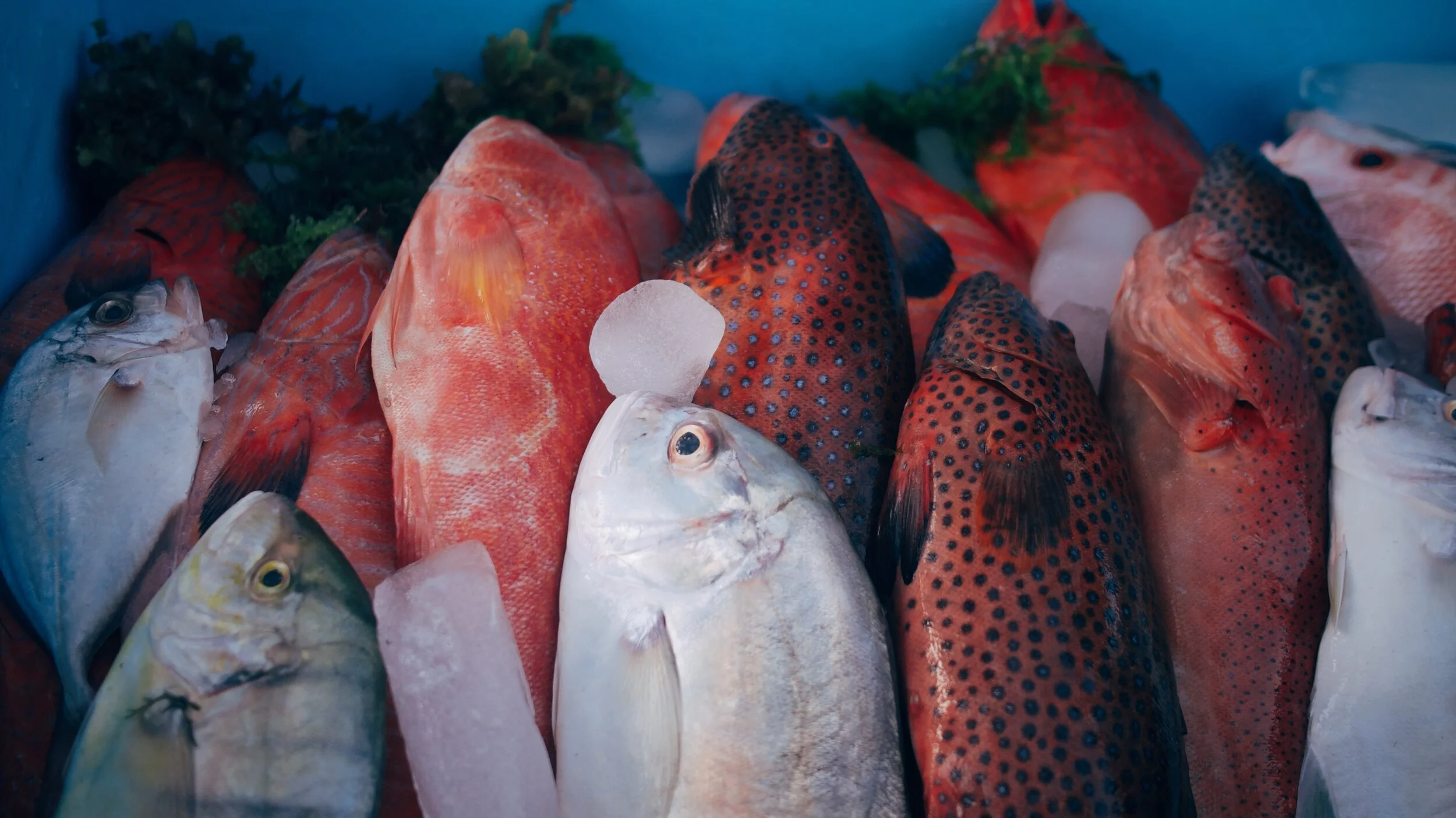 64672CAE-6626-448F-BF70-17E4BBA6929D-171E426F-4032-4017-849B-D9ECDBF47325 2.JPG