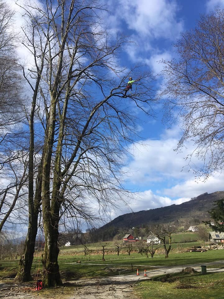 Rosendal