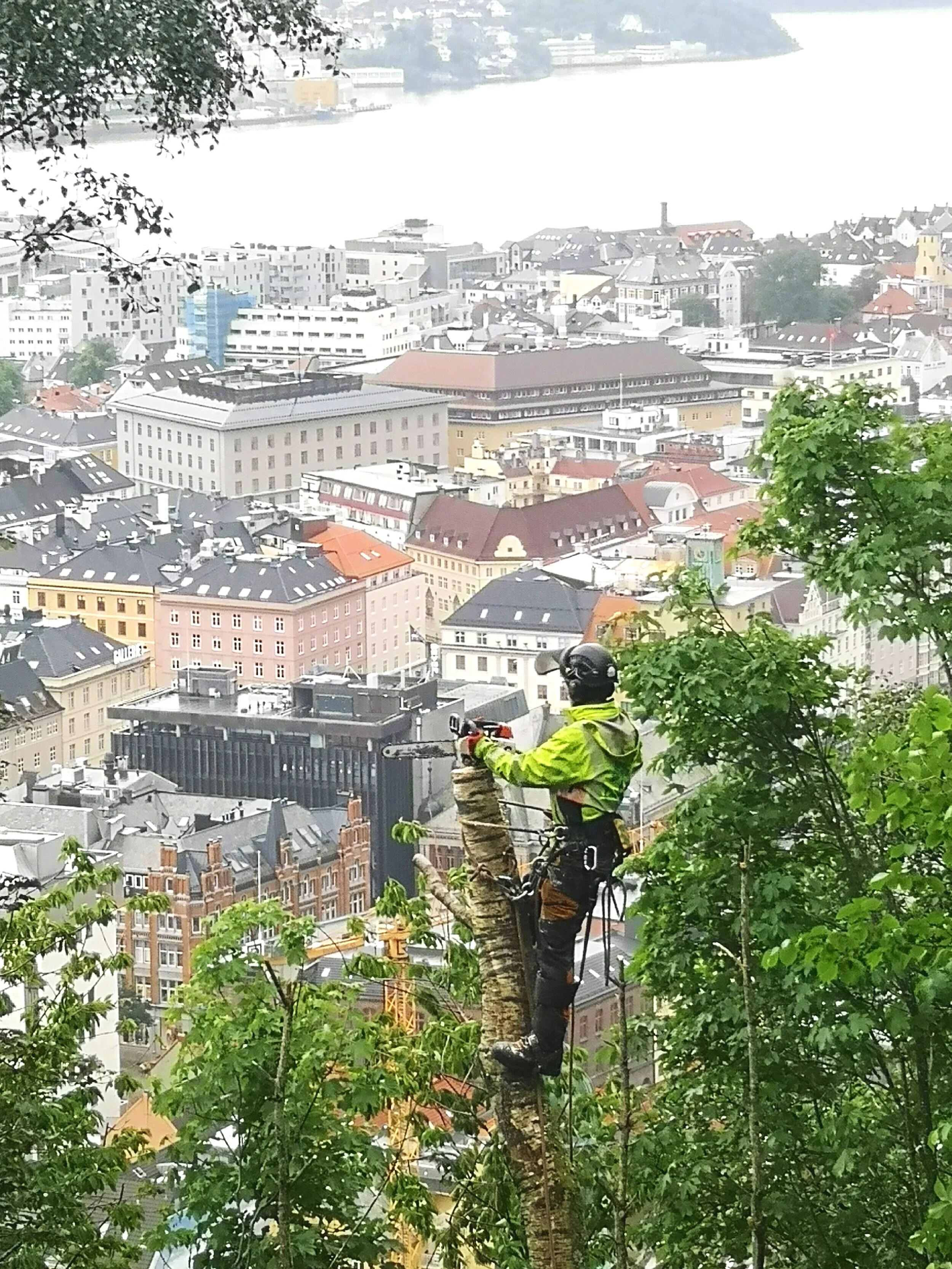 Trefelling Bergen