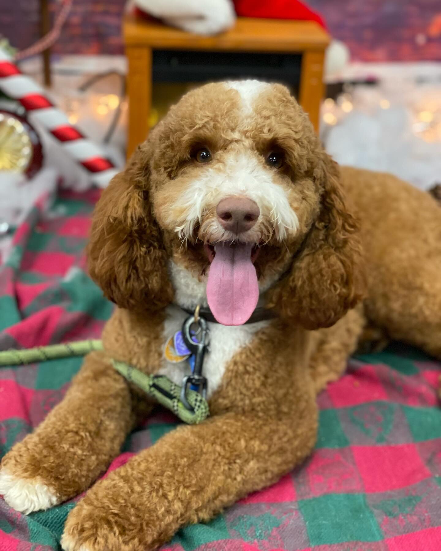 Toby looks so happy after his PAWsome spa day 🤩
Swipe ➡️ to see the before&hellip;
#thepetcabaret #doggrooming #dogsofinstagram #dogs #doodle #doodlesofboston #doodles #petgrooming #doggyspaday