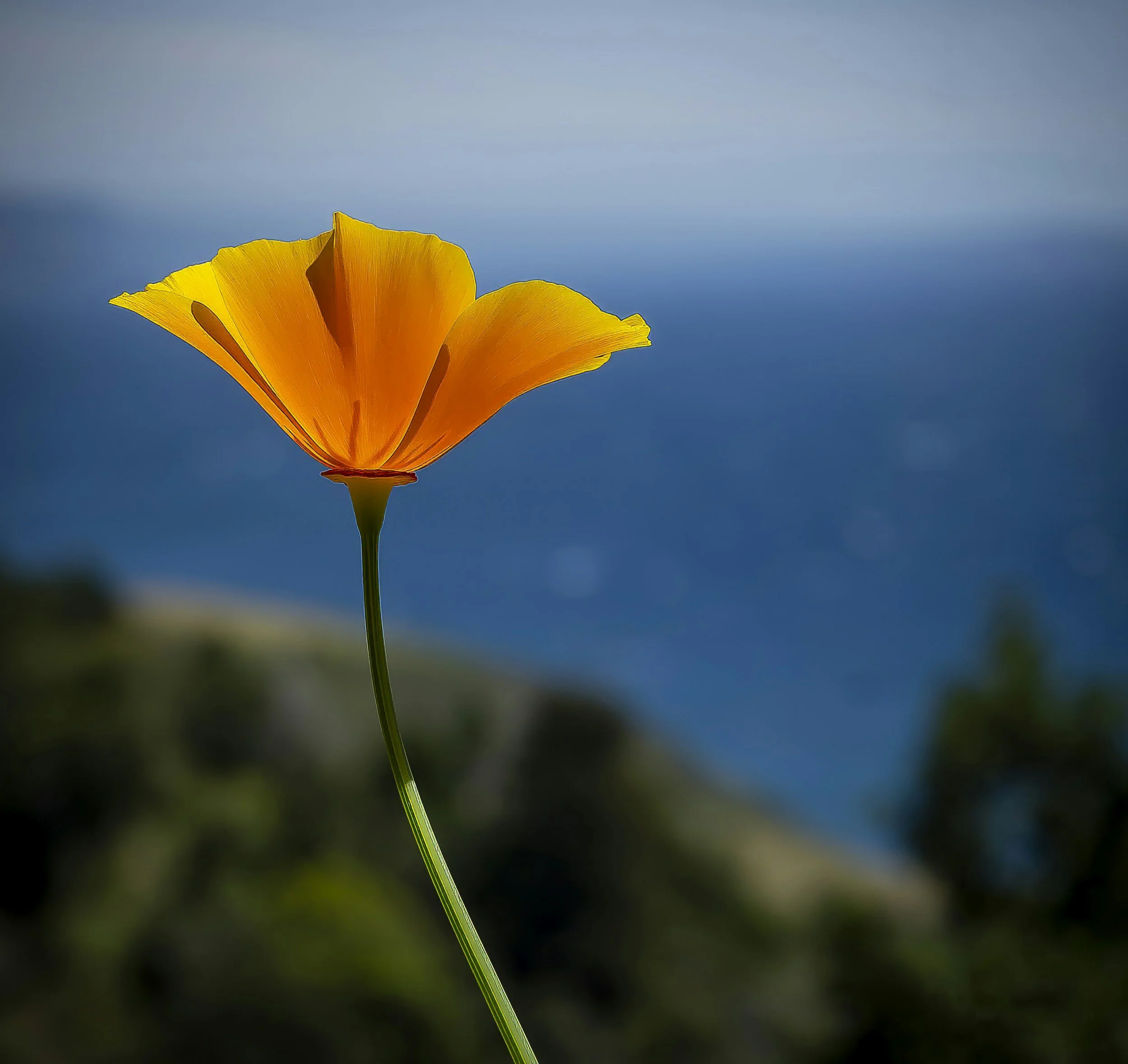 A Single Orange Poppy With Ocean Background by Sylvia Marcos on Unsplash https://unsplash.com/photos/a-single-orange-poppy-with-ocean-background-IPU7h