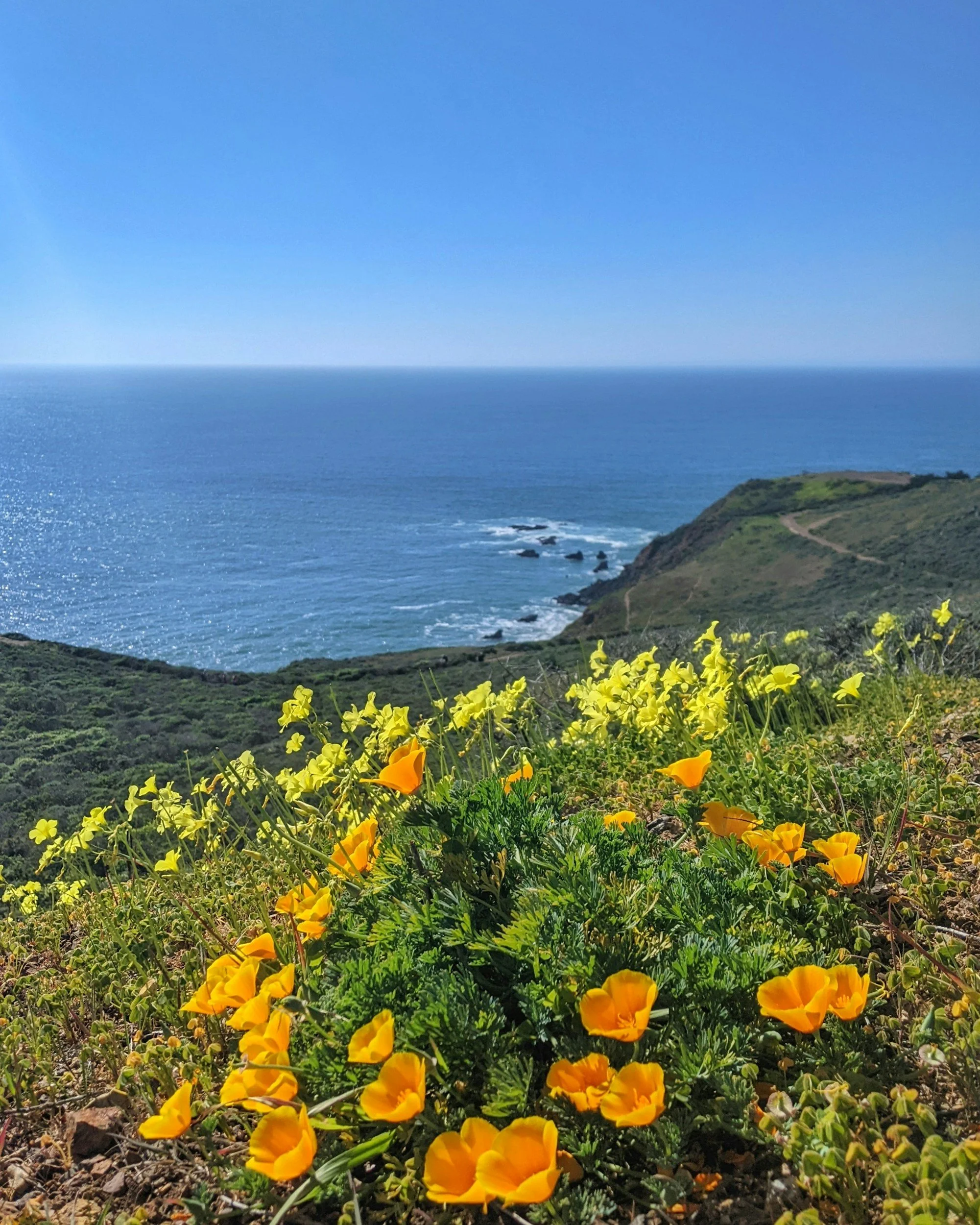 A field with a cluster of orange poppies in front, yellow poppies behind, and ocean behind. Photo by @ahaghighi Ali Haghighi on Unsplash https://unsplash.com/photos/a-field-of-flowers-with-a-body-of-water-in-the-background-NX8JtRsEsEc?utm_s