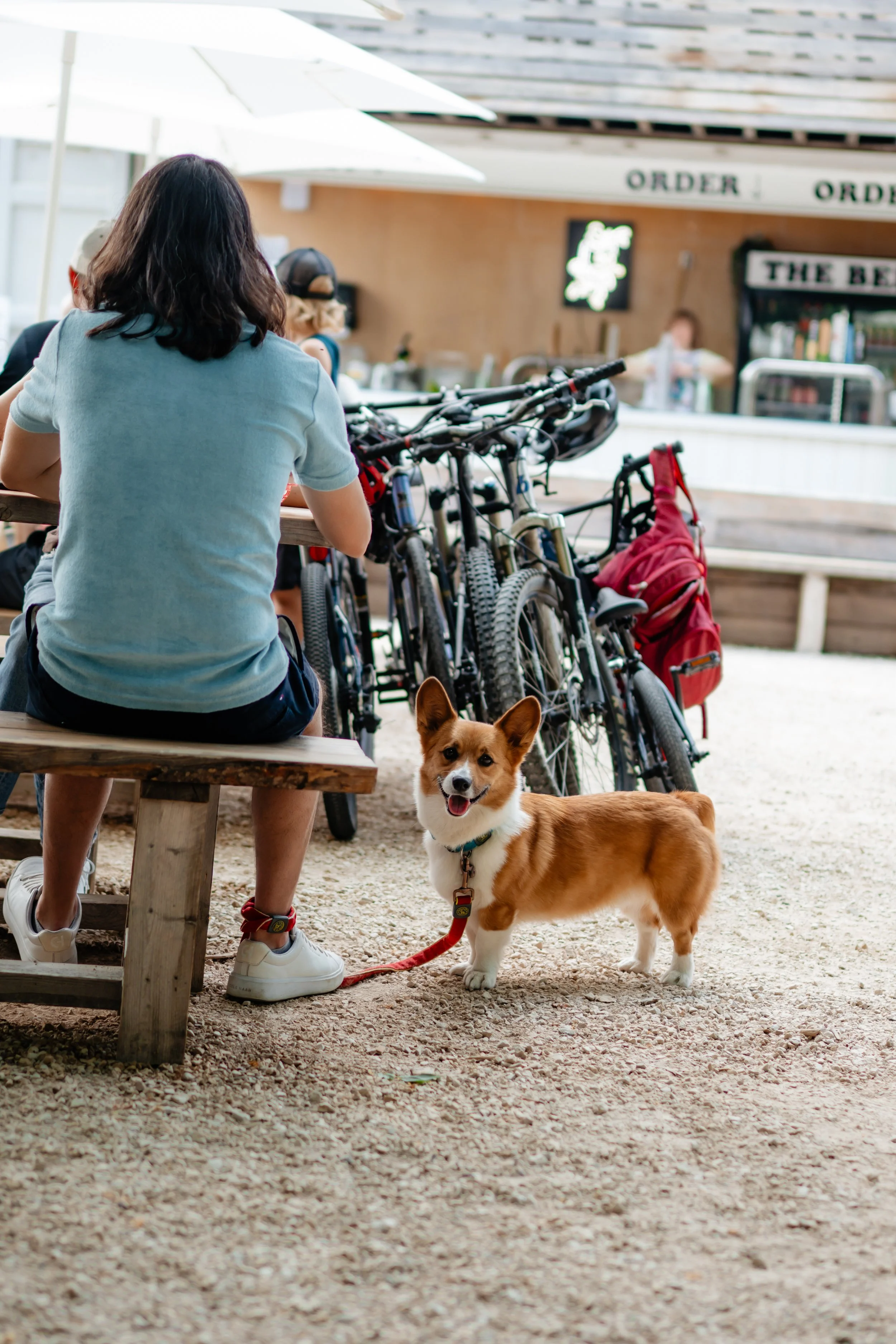 The Barking Lot