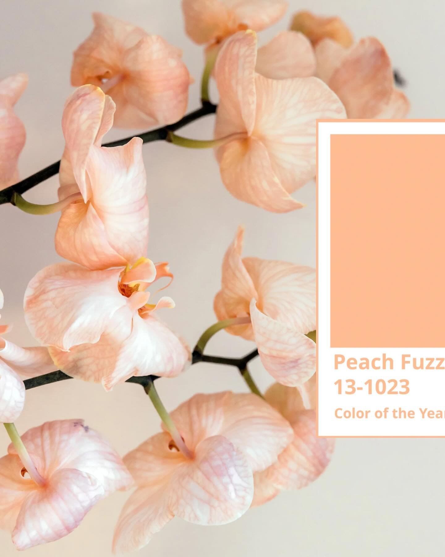 If you&rsquo;re looking to bring some spring vibes into your online world check out the Pantone color of the year &lsquo;Peach Fuzz&rsquo;&rsquo; (HEX #FFBE98).

&ldquo;Subtly sensual, Peach Fuzz is a heartfelt peach hue bringing a feeling of kindnes
