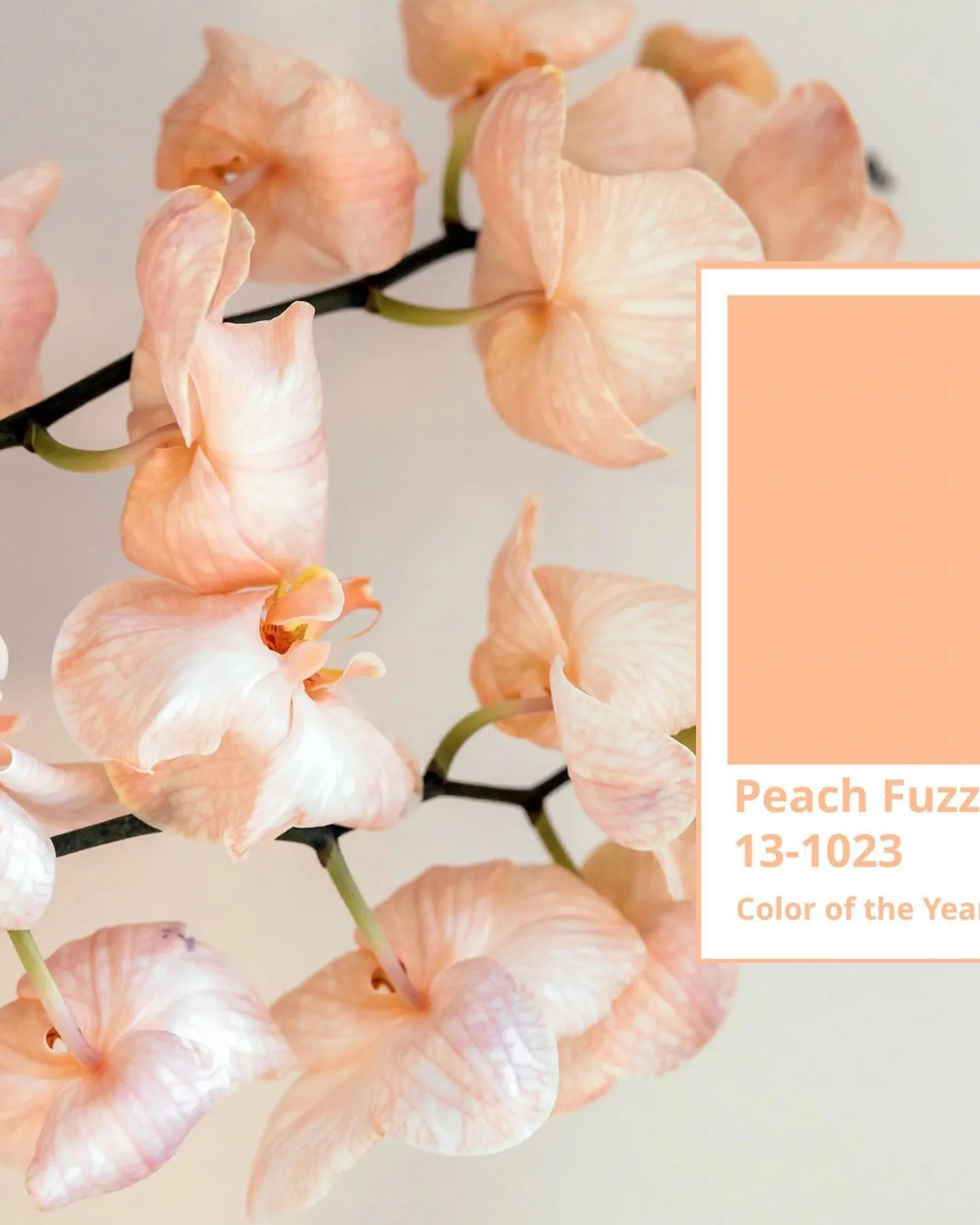 If you’re looking to bring some spring vibes into your online world check out the Pantone color of the year ‘Peach Fuzz’’ (HEX #FFBE98).
“Subtly sensual, Peach Fuzz is a heartfelt peach hue bringing a feeling of kindnes