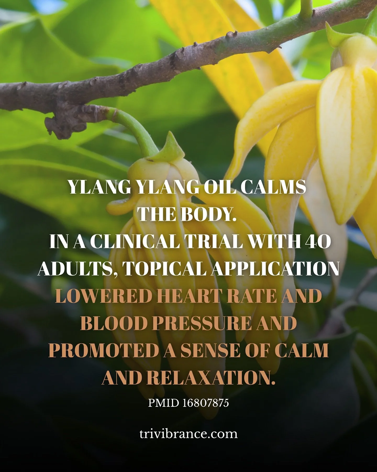In a clinical study of forty healthy adults, researchers found that the gentle floral essence of Cananga odorata (Ylang Ylang)  physically shifted the body&rsquo;s rhythm. 

Topical application lowered blood pressure, slowed the pulse, and warmed the