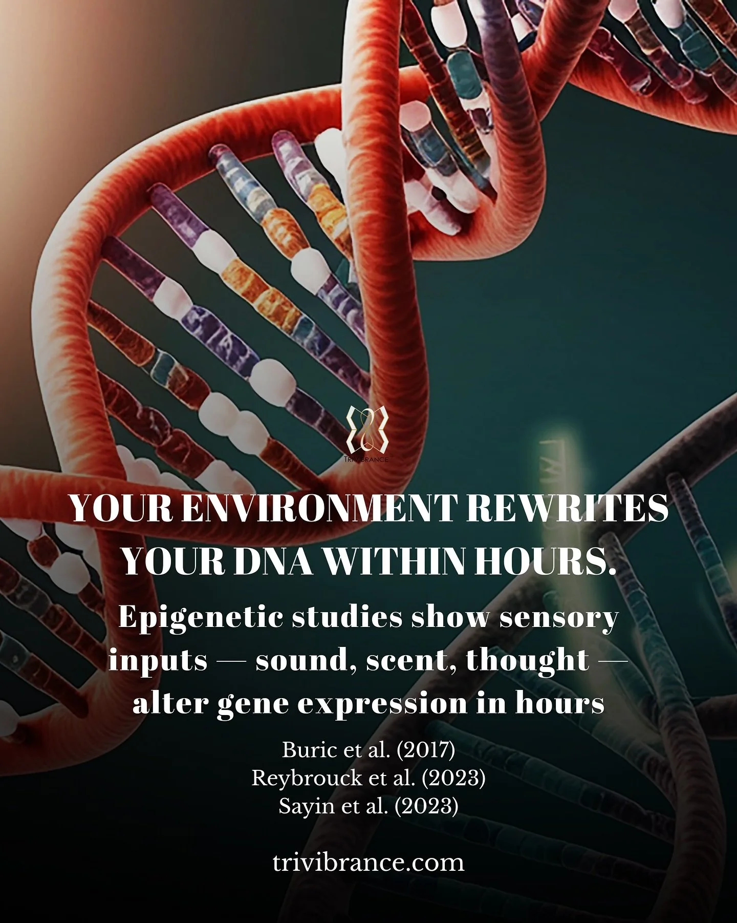 Epigenetic and neuroplasticity studies show the environment and sensory inputs continuously alter gene expression and neural pathways. 

Every vibration you let in &mdash; sound, scent, or thought &mdash; shapes your biology. 

Curate your frequency 