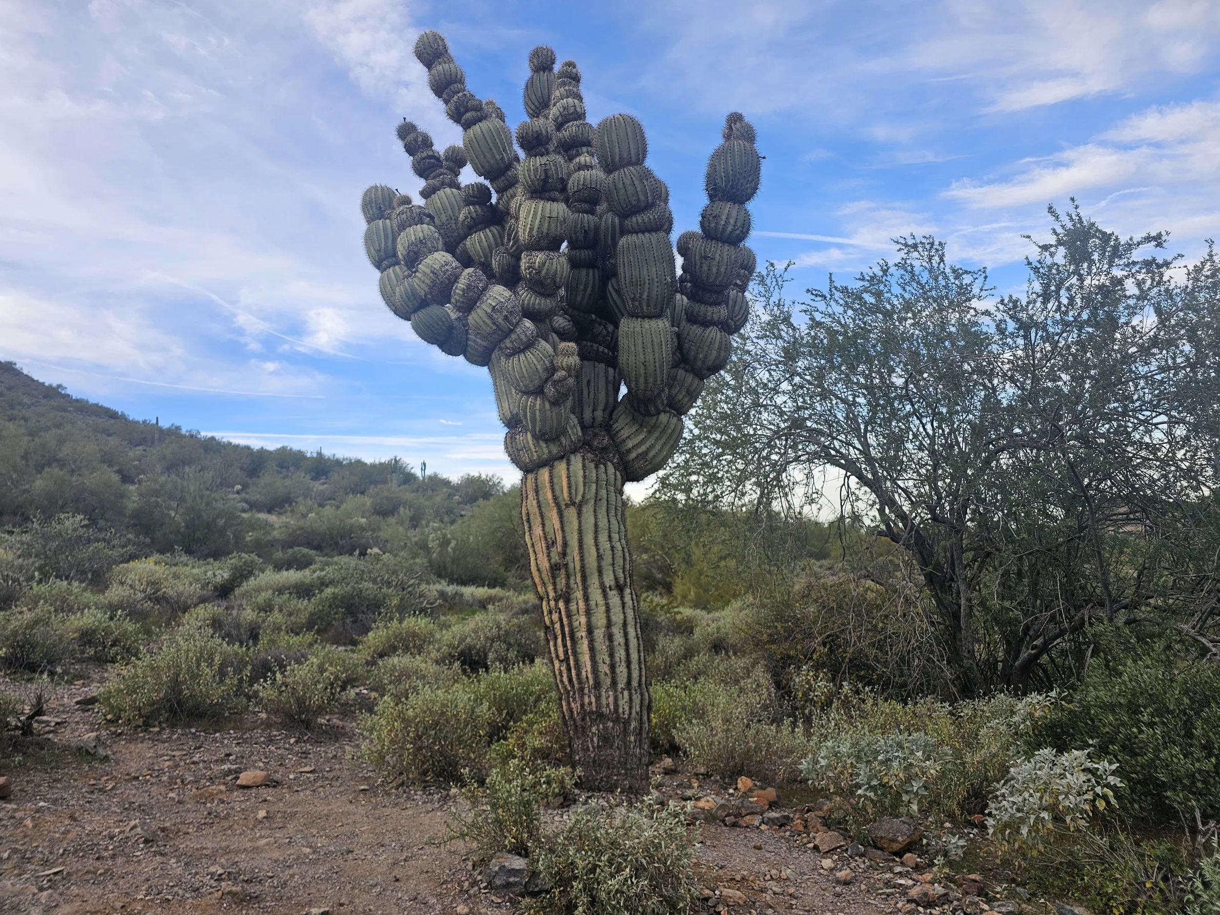 The Michelin Man - Nature’s Teaching