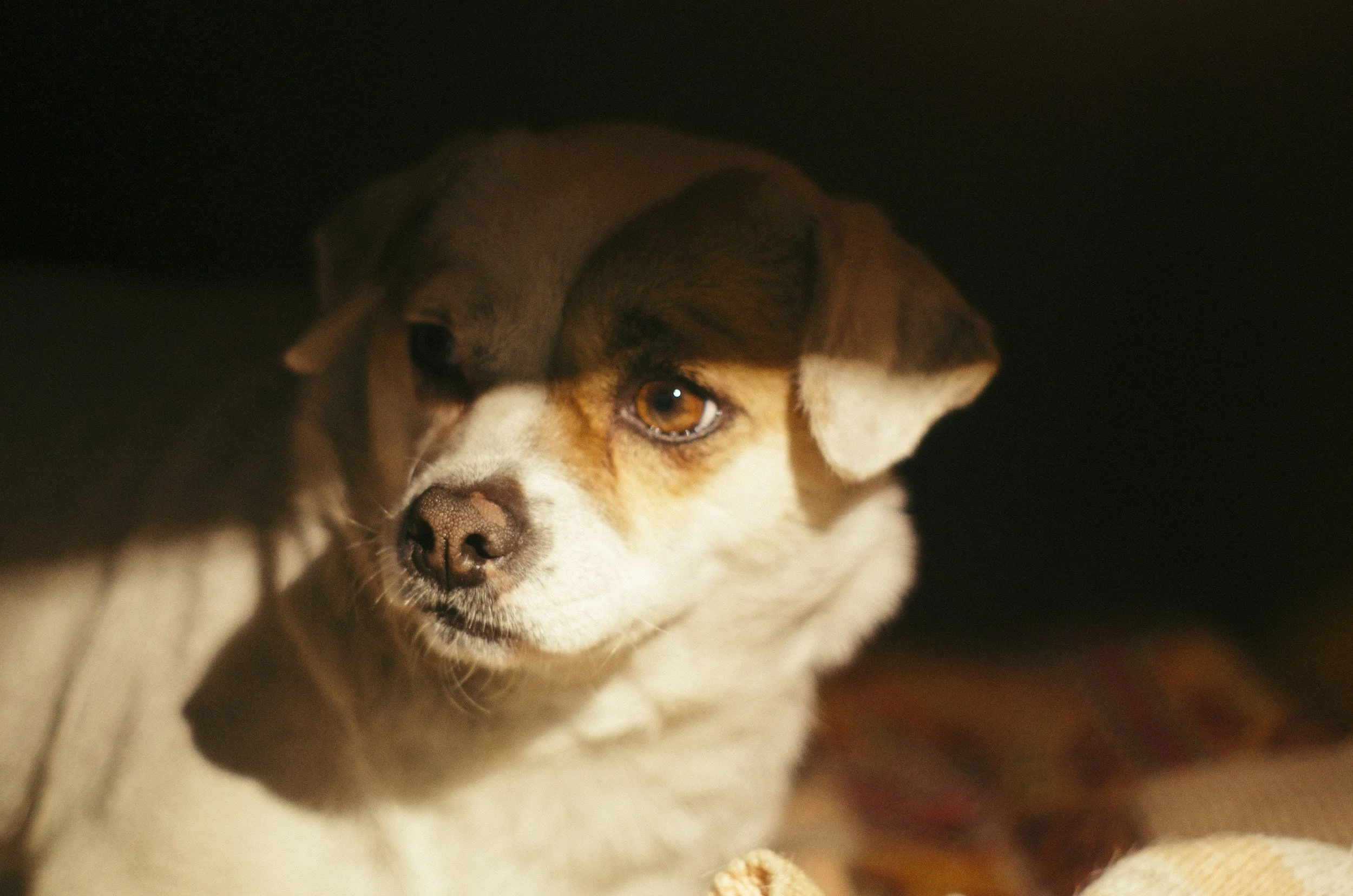 What Wakes Me Up at 3am — And Why It Matters to Your Animal