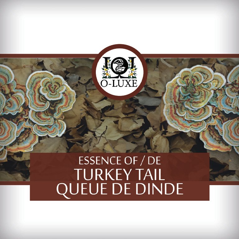 Turkey Tail project.jpg