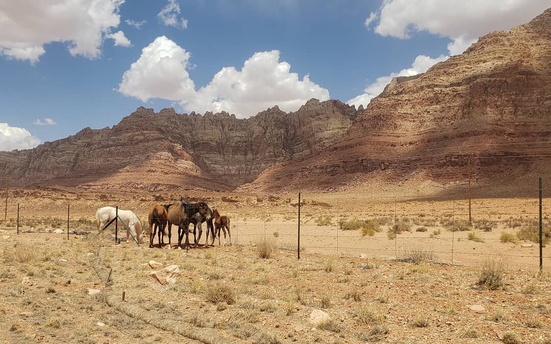 Blame it or praise it, there is no denying the wild horse is in us. Virginia Woolf

#happyplace #explorearizona #hikersofinstagram #rockformations #abc15 #azfamily #visitarizona #azstateparks #hikearizona #desertporn #az #highdesertlife #wildhorsesof