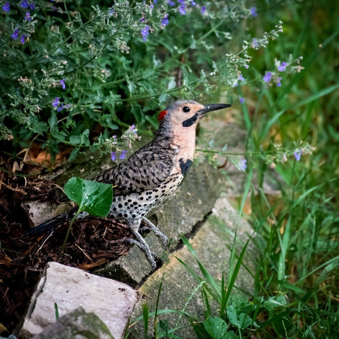 Drying out 

A change of scenery, this fella was drying out after the rain the other day.

#birds #northernflicker #nature #woodpecker #birdsofinstagram #wildlife #birding #birdwatching #birdphotography #naturephotography #wildlifephotography #woodpe