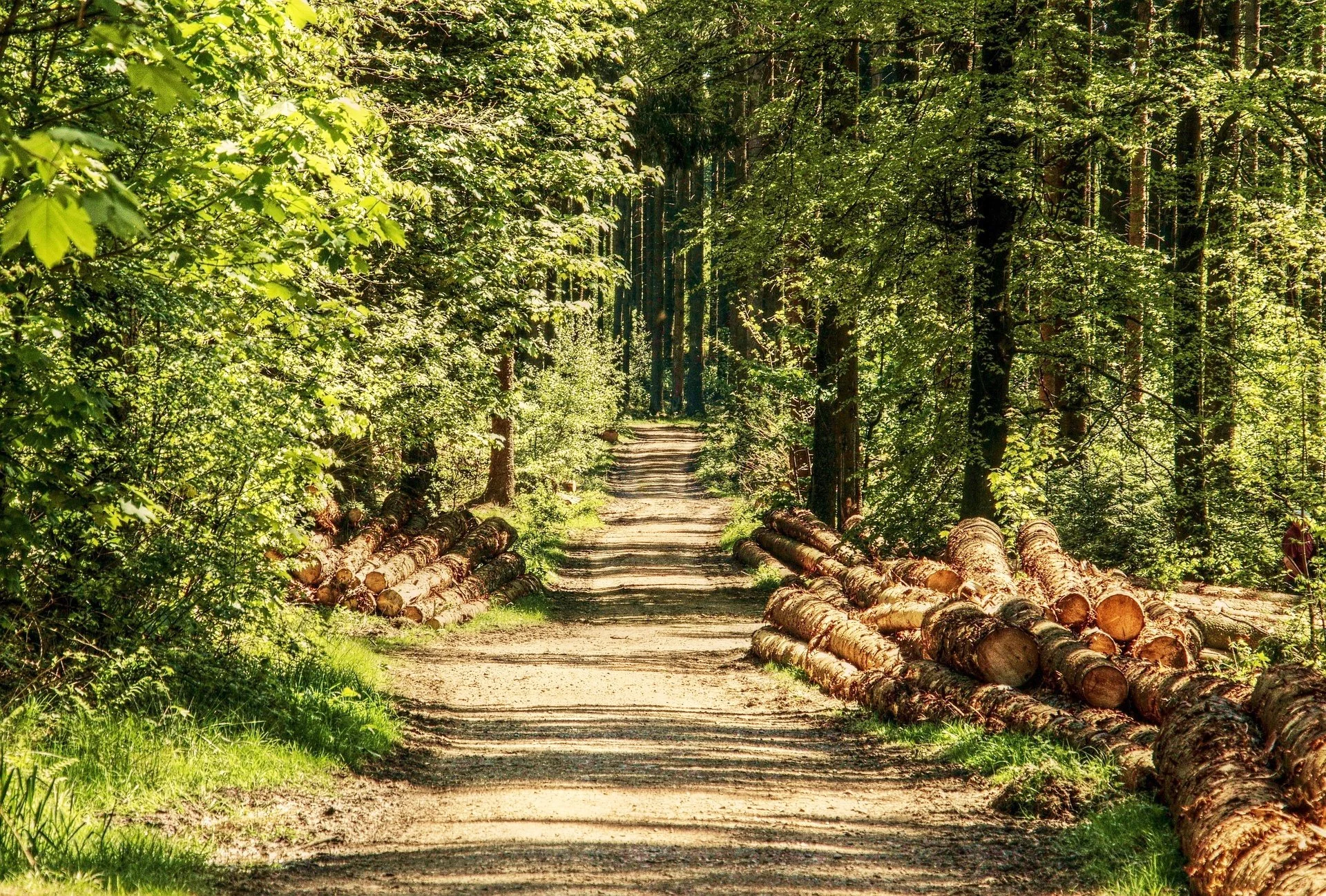 omziel trees-3410836_1920.jpg